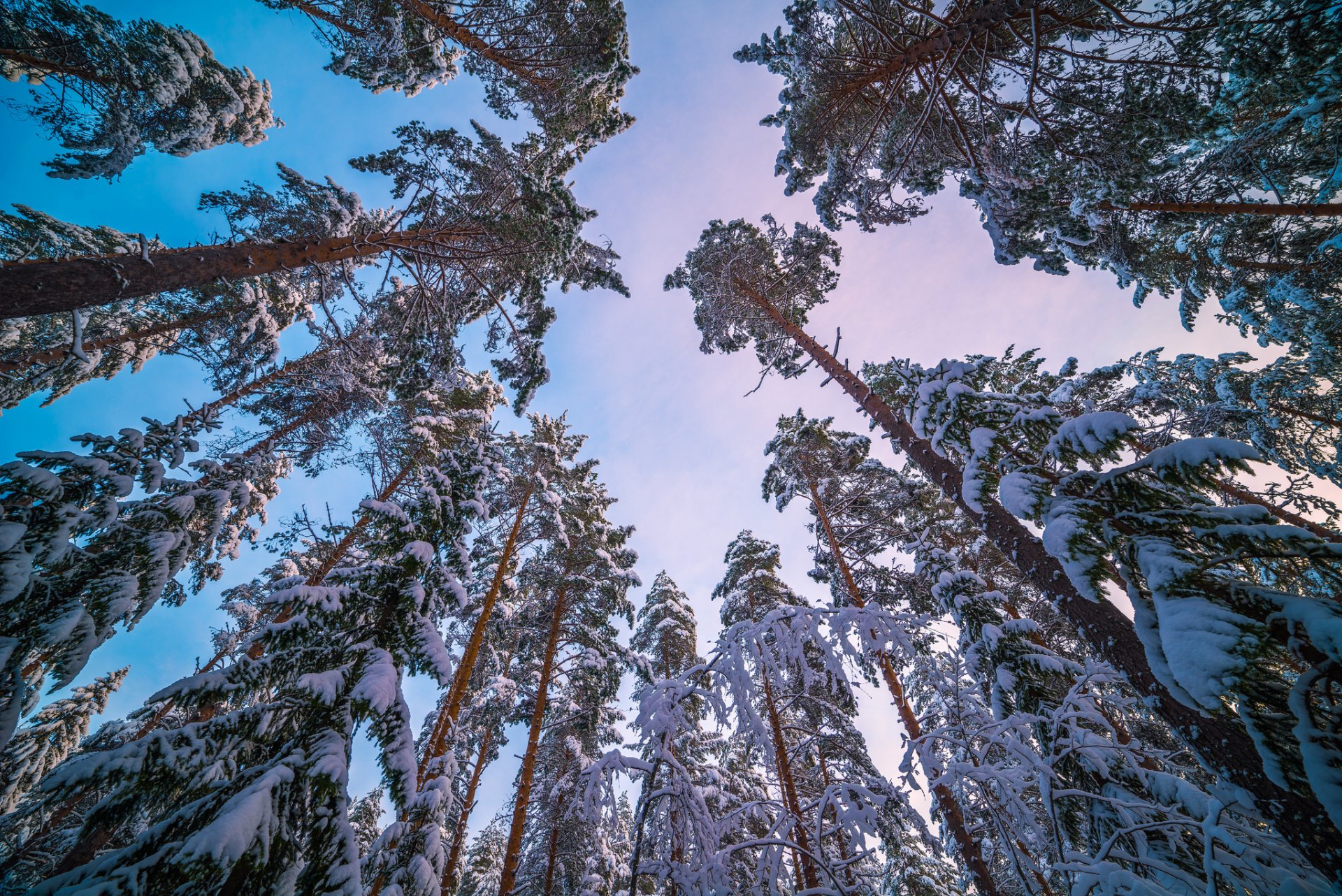 tree pine sky winter snow trunk