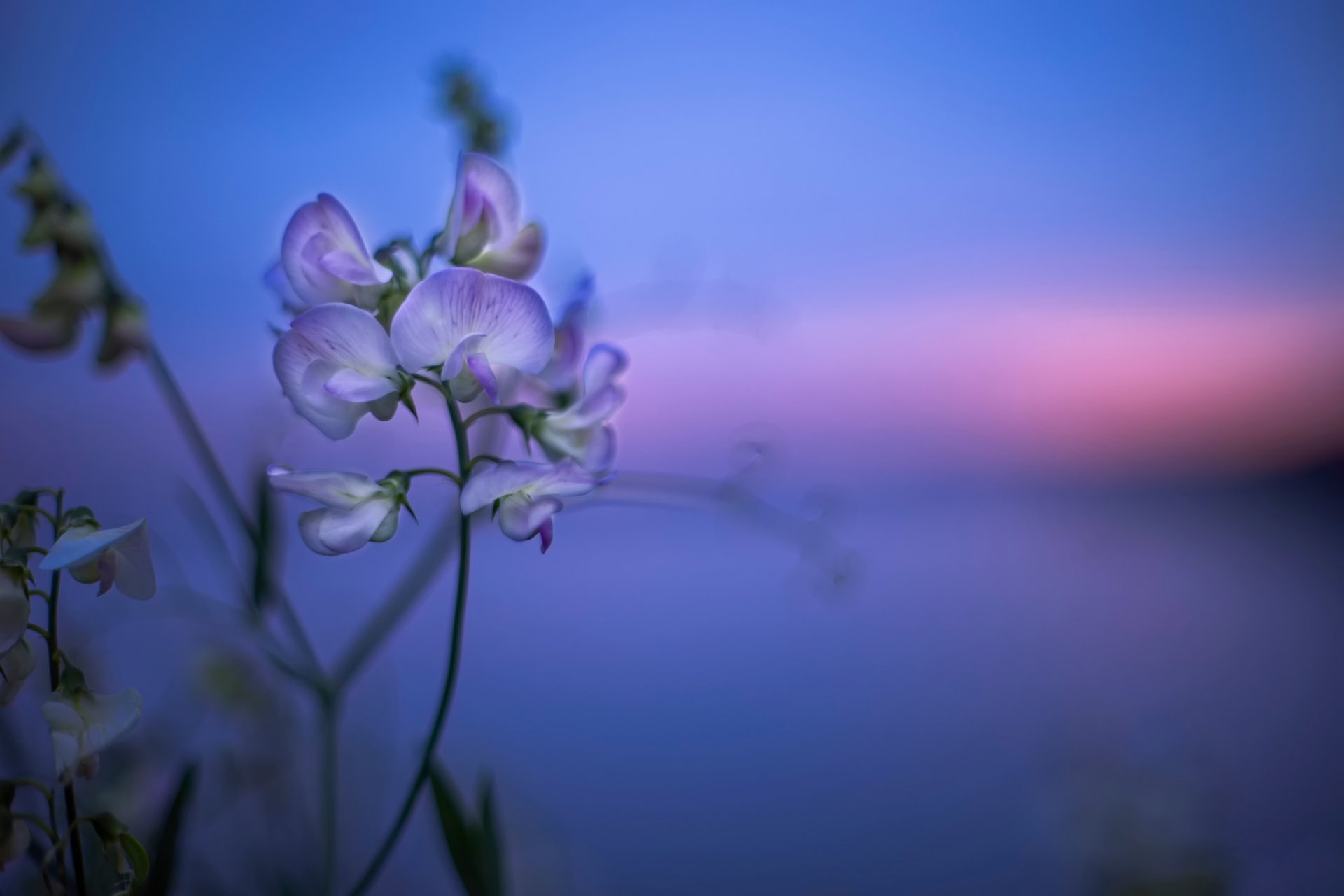 unset wild flower bokeh