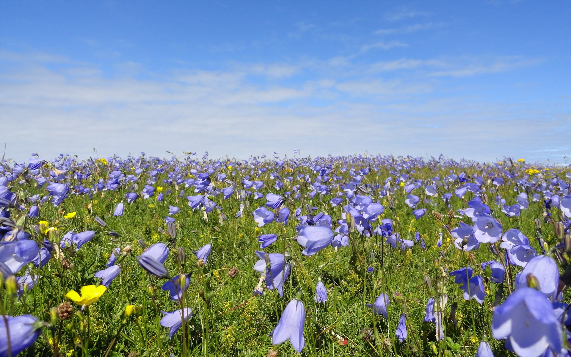 fiori estate natura