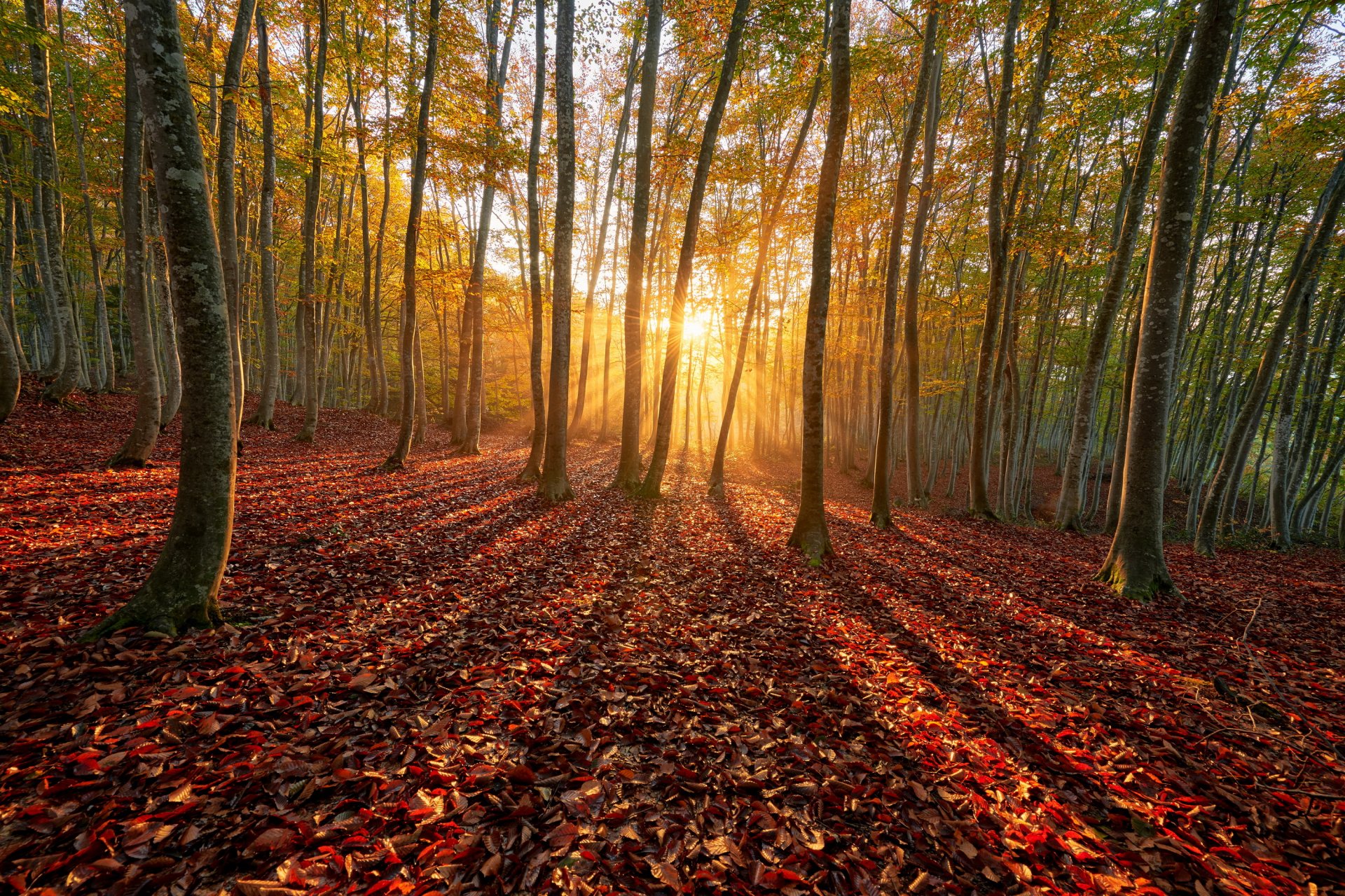 autumn forest sun ray