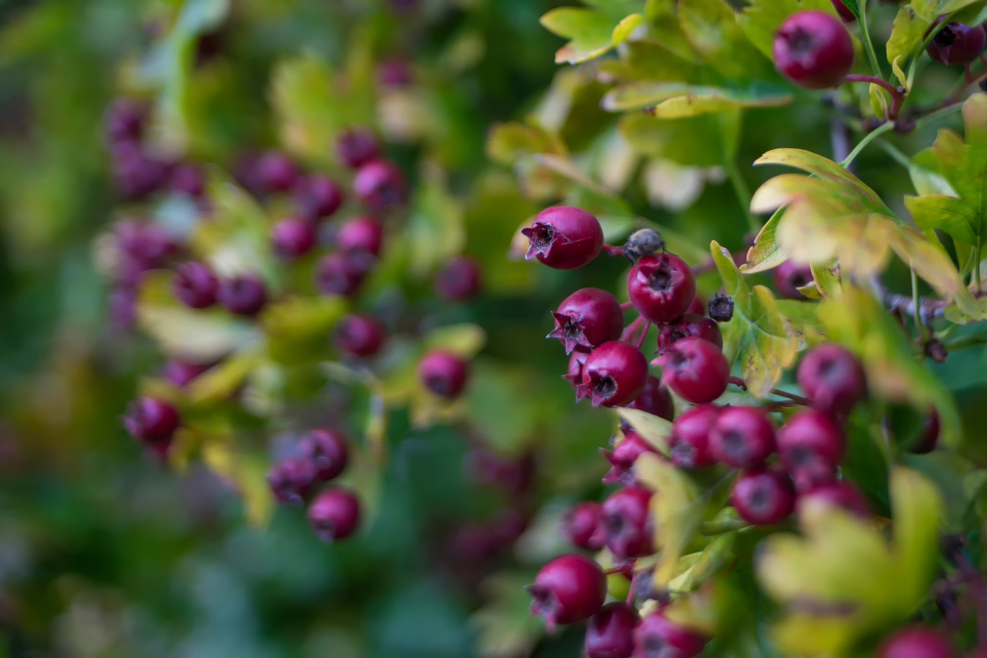 askatoon berries close up bokeh