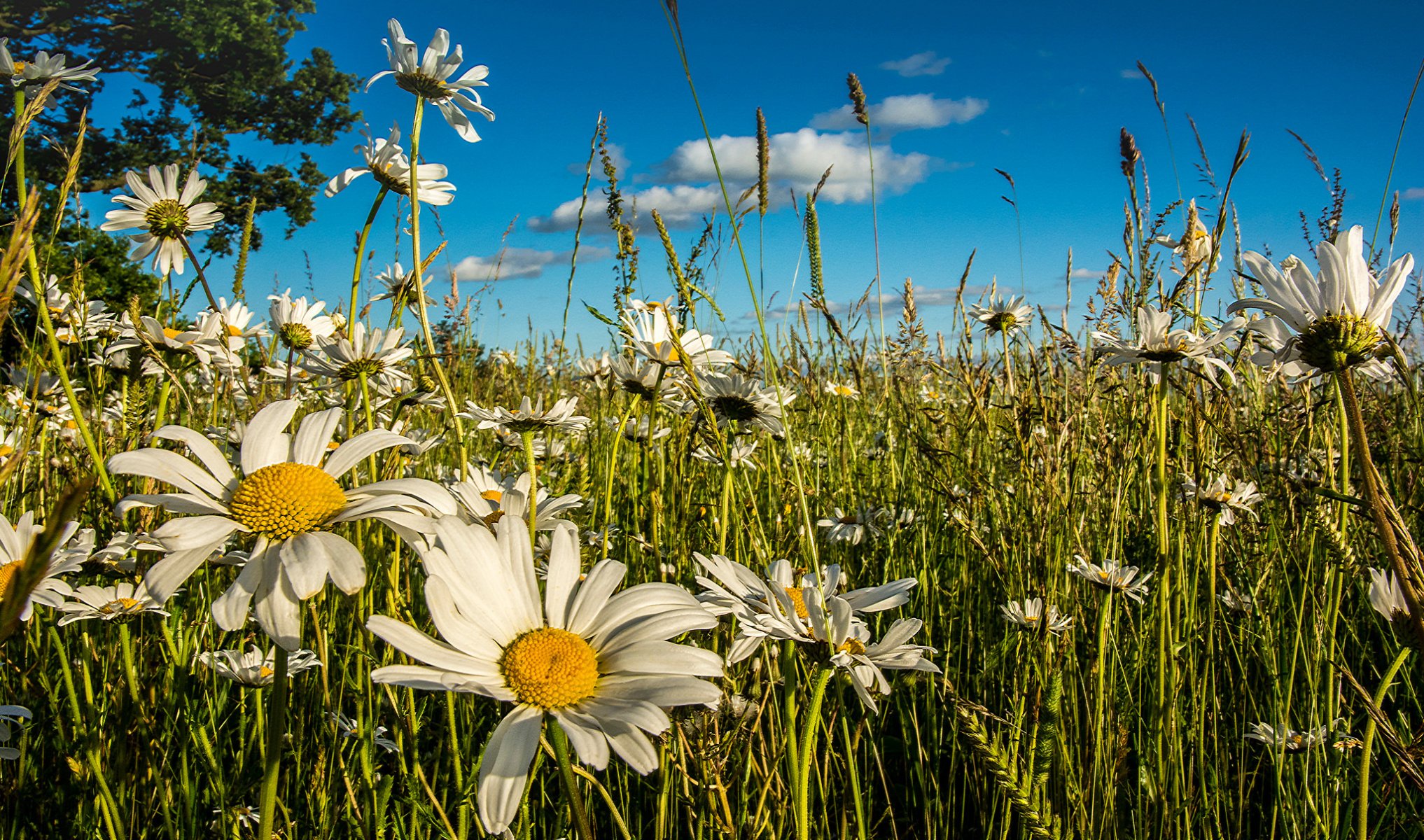 wiese blumen gänseblümchen sommer