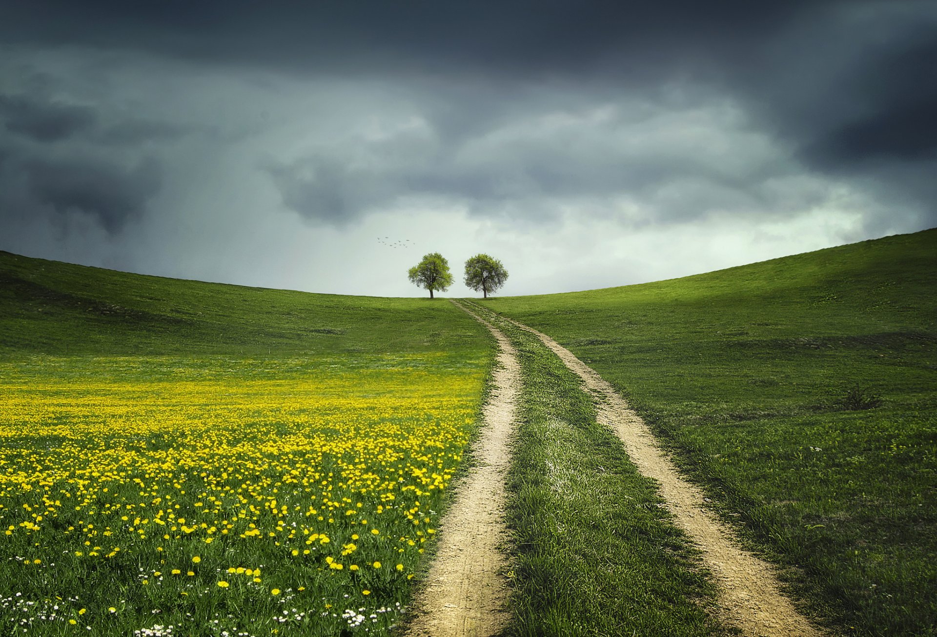 the field nature tree road