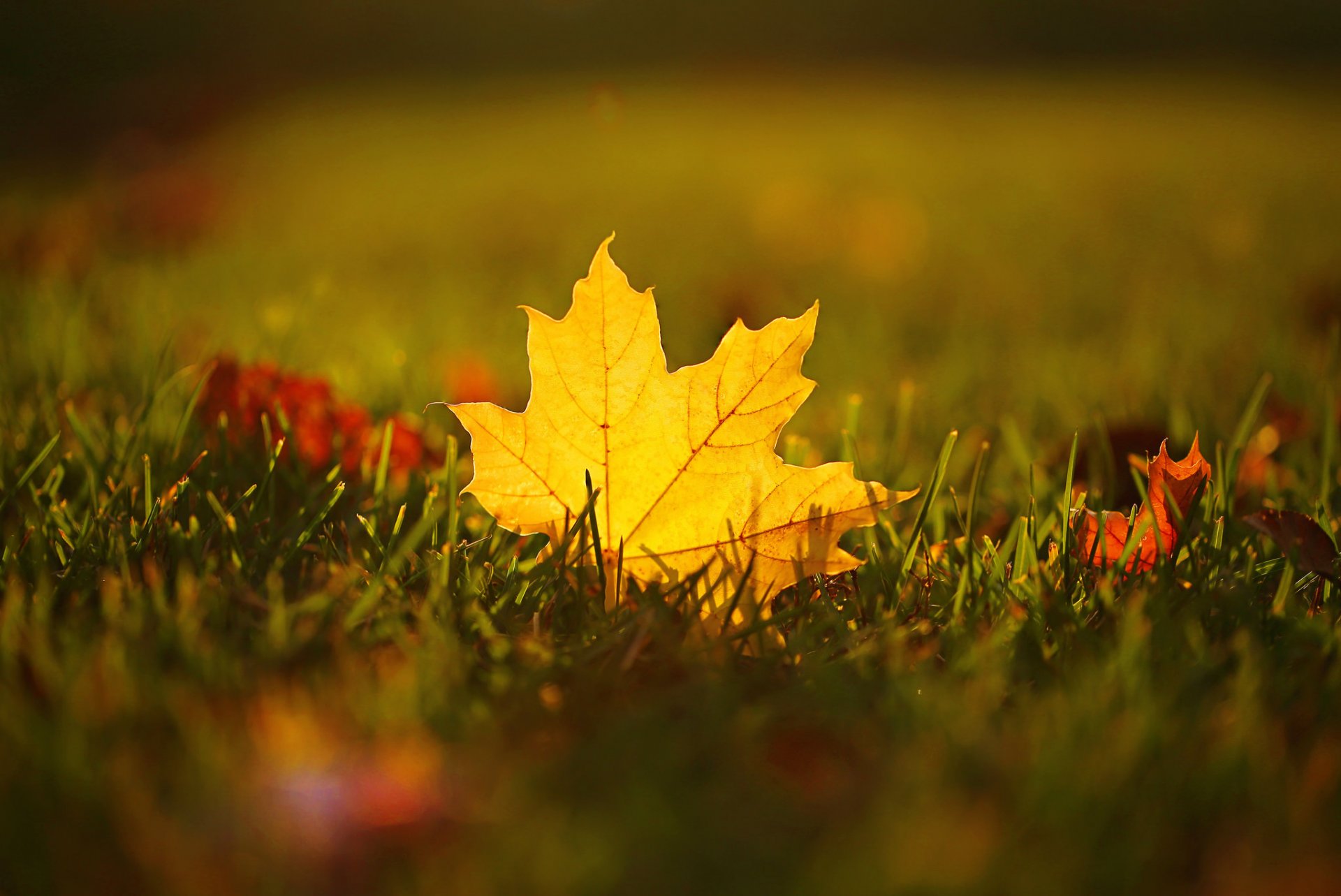 grass sheet maple autumn close up