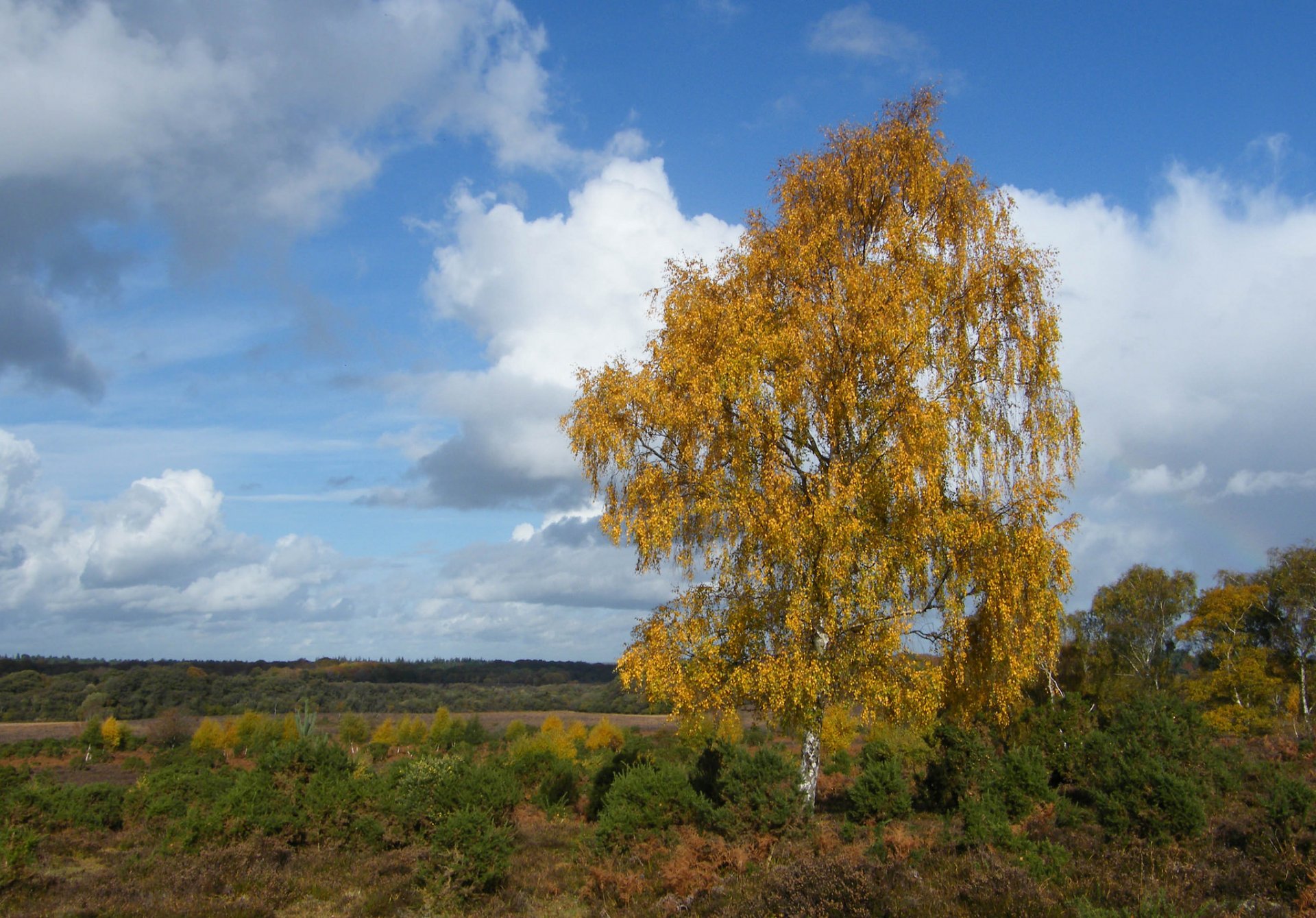 ciel nuages arbre bouleau automne champ