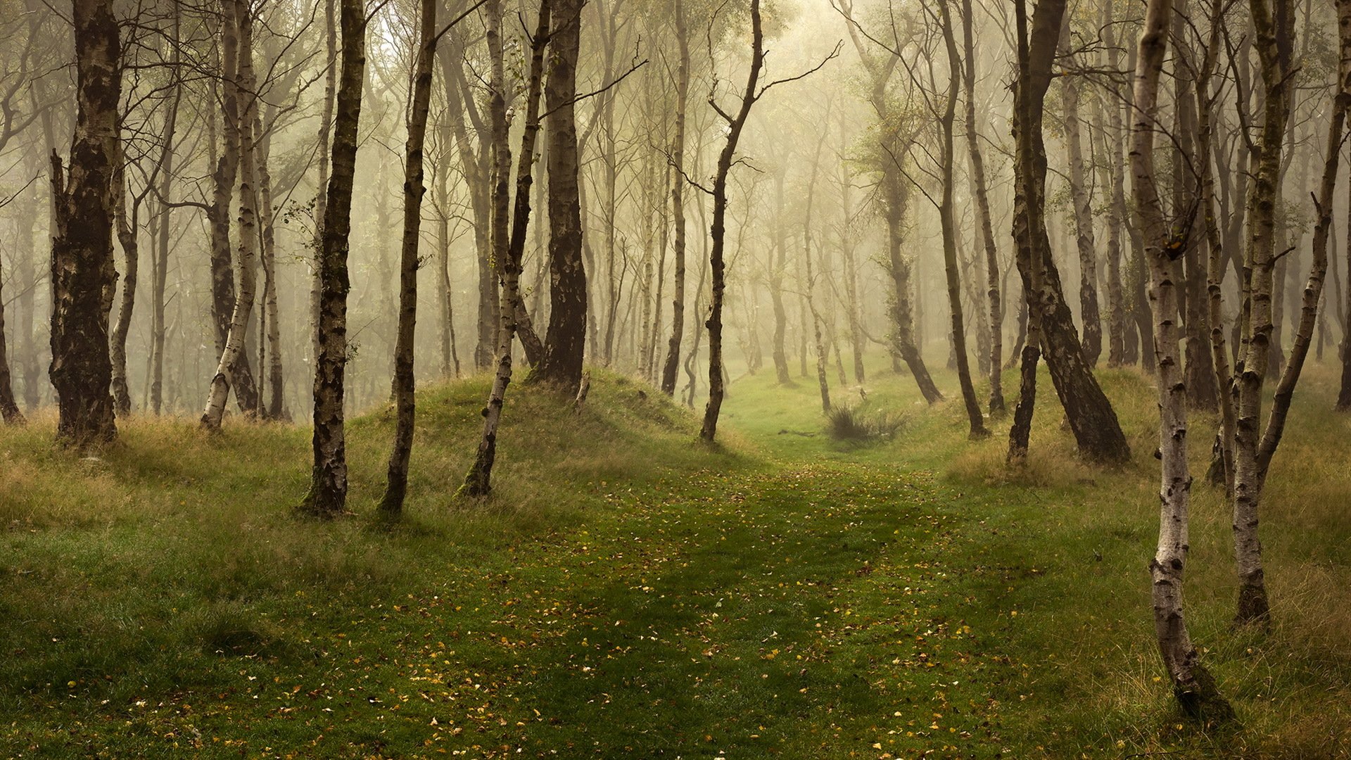 wald natur herbst