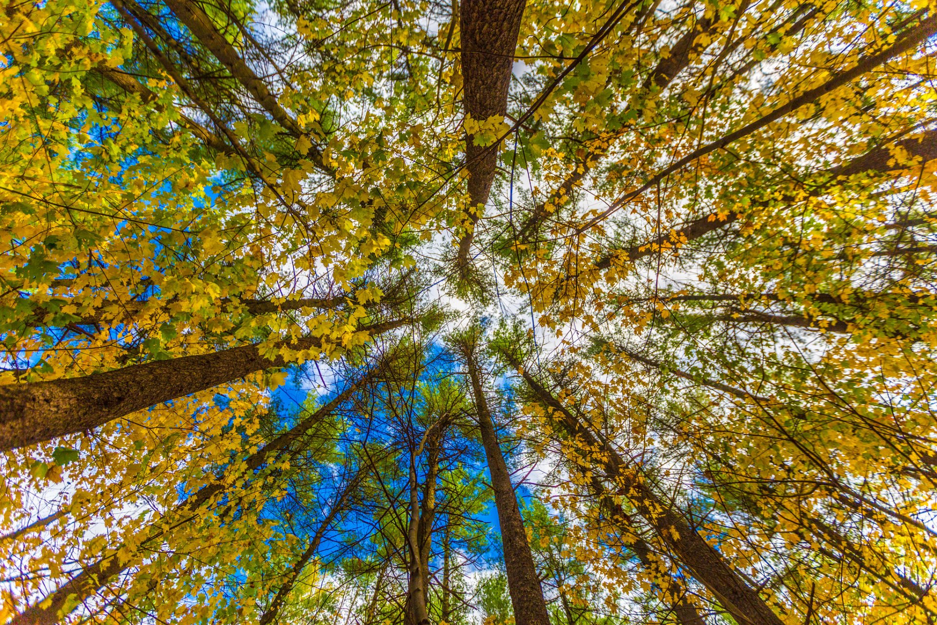 cielo árboles tronco corona hojas otoño