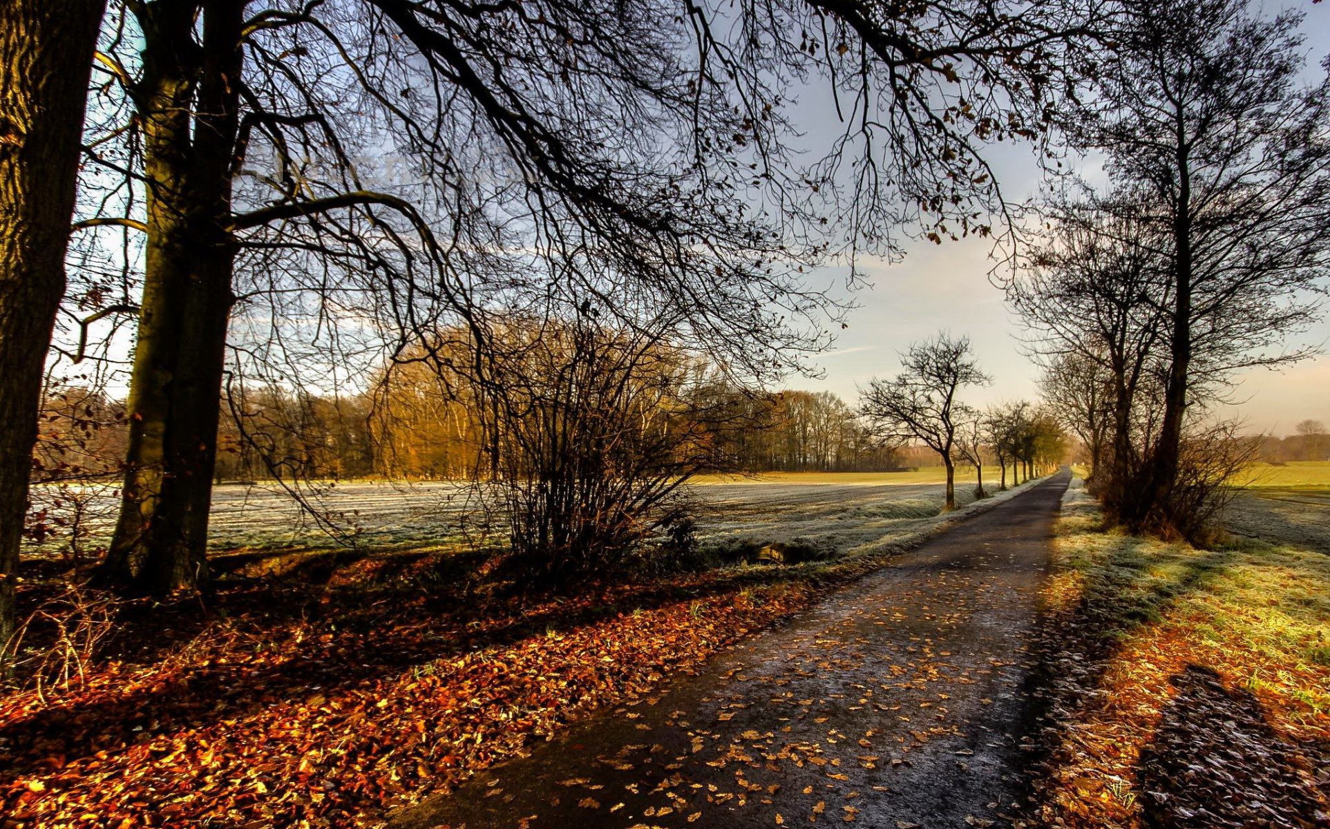 strada alberi autunno natura