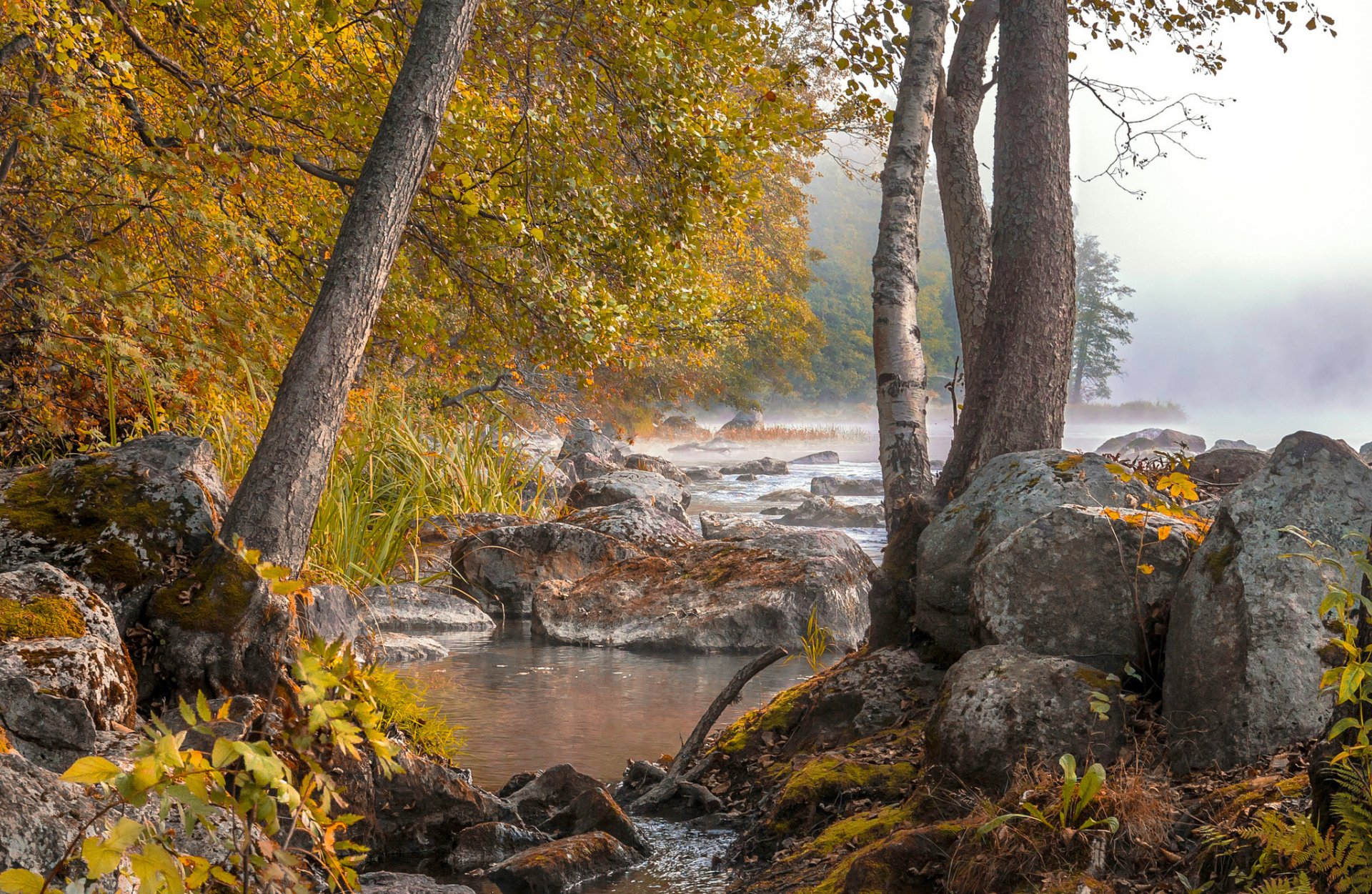 bosque río otoño niebla piedras agua árboles