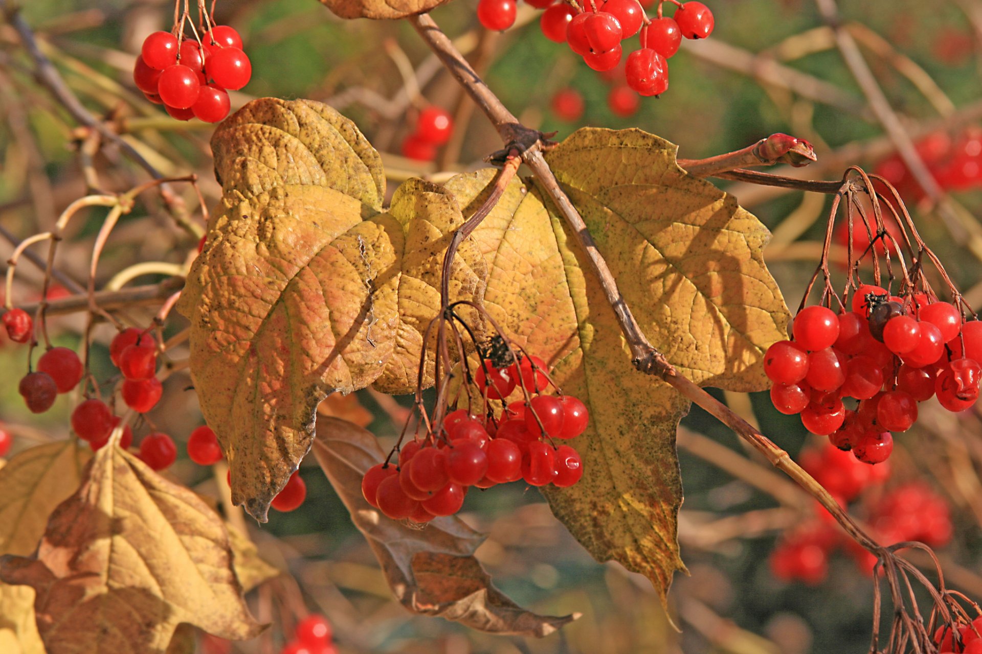 viburnum beeren blätter herbst