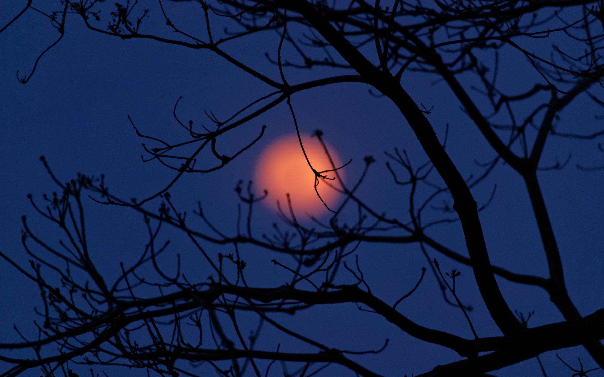 tabasco méxico cielo nubes luna noche árbol silueta