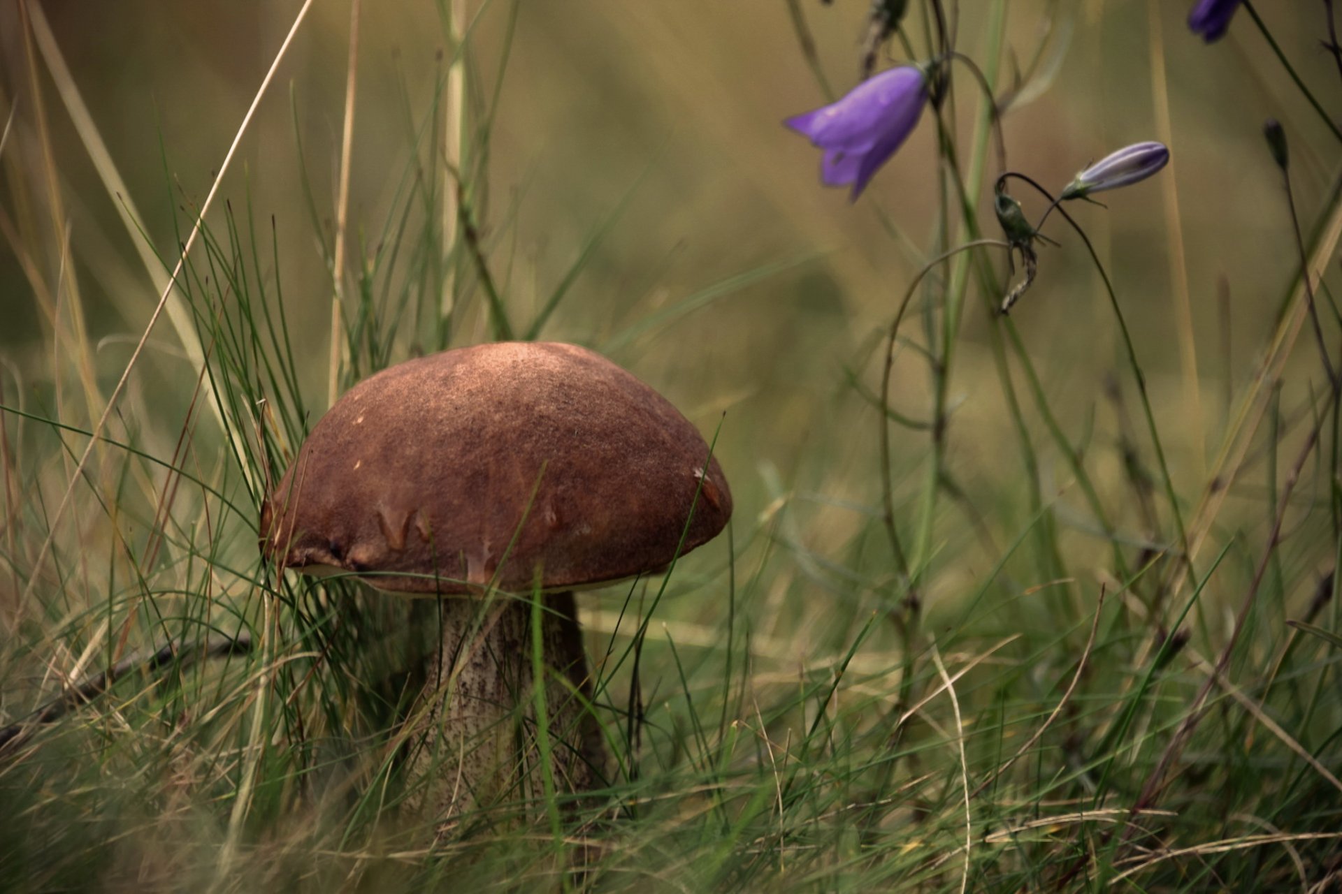 pilz natur herbst