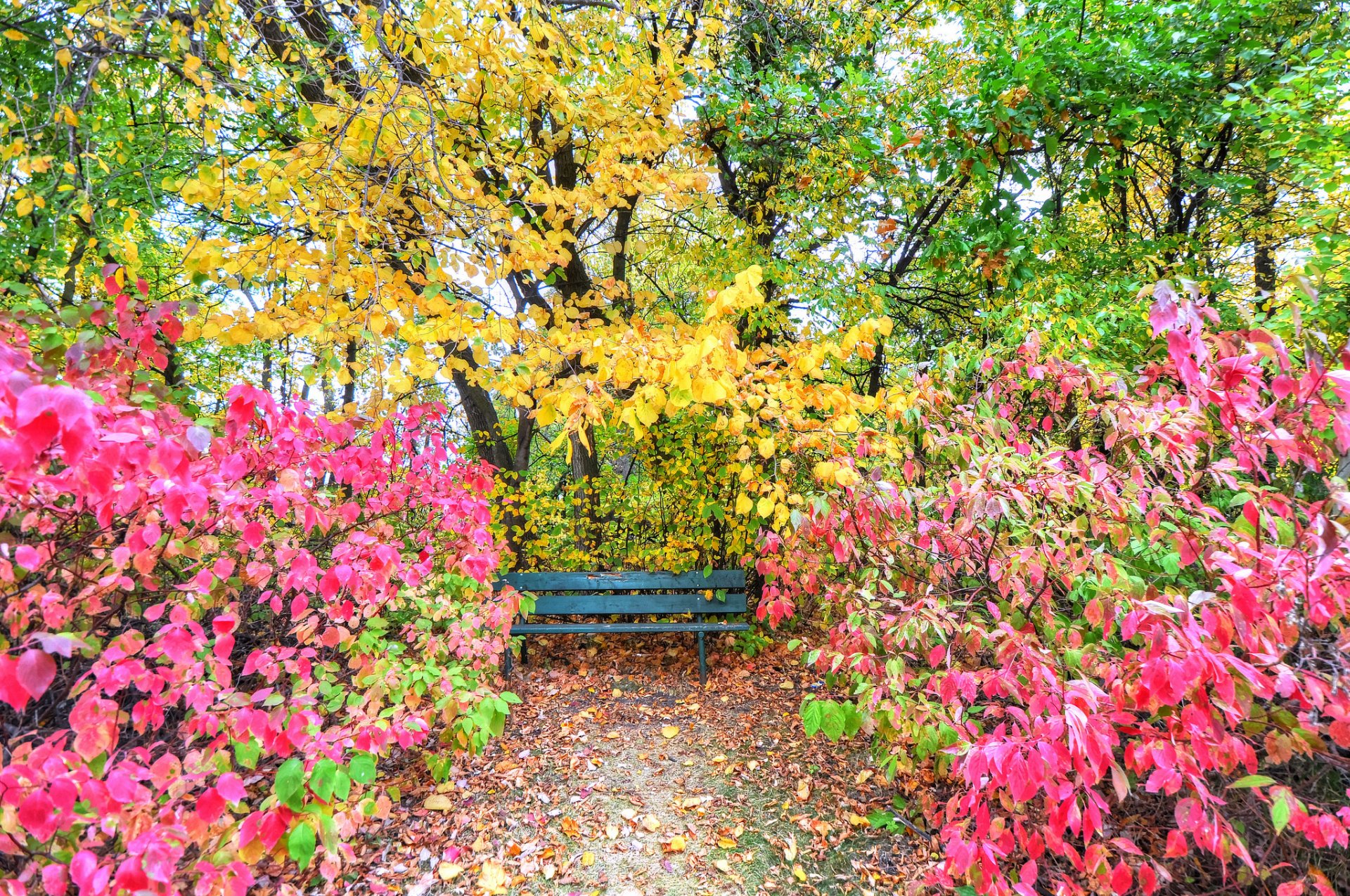 park ogród drzewa krzewy liście jesień