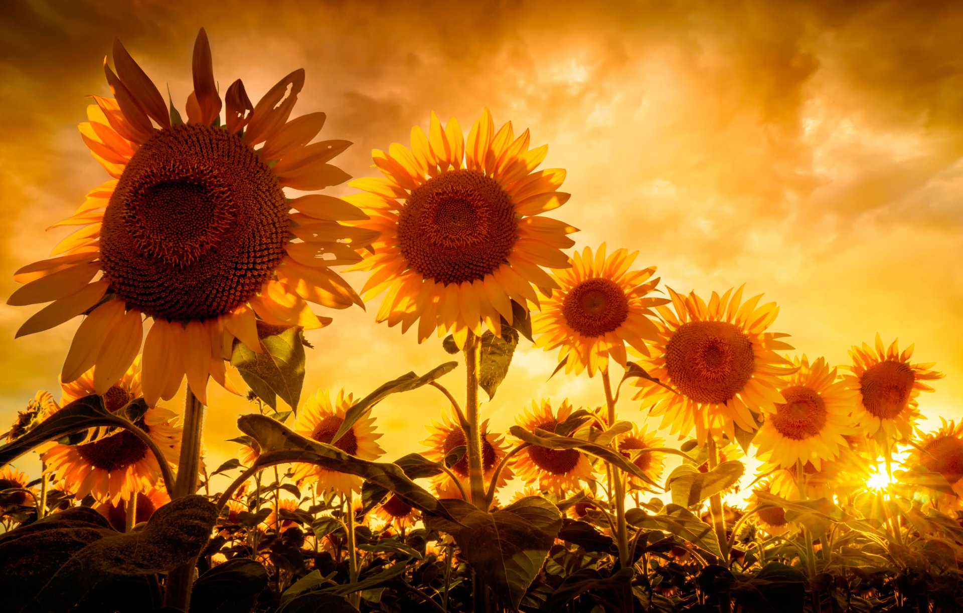 tournesols ciel soleil