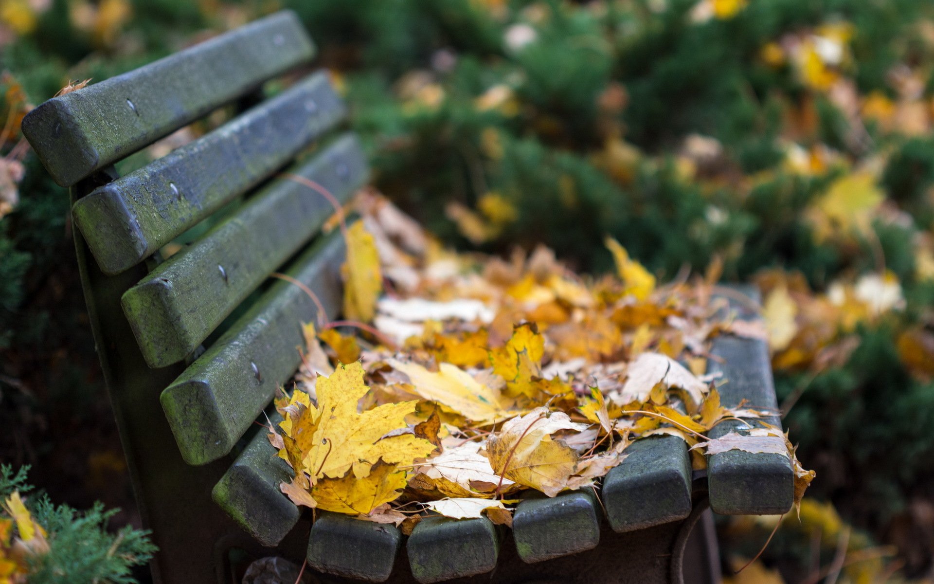 ławka jesienna liście natura