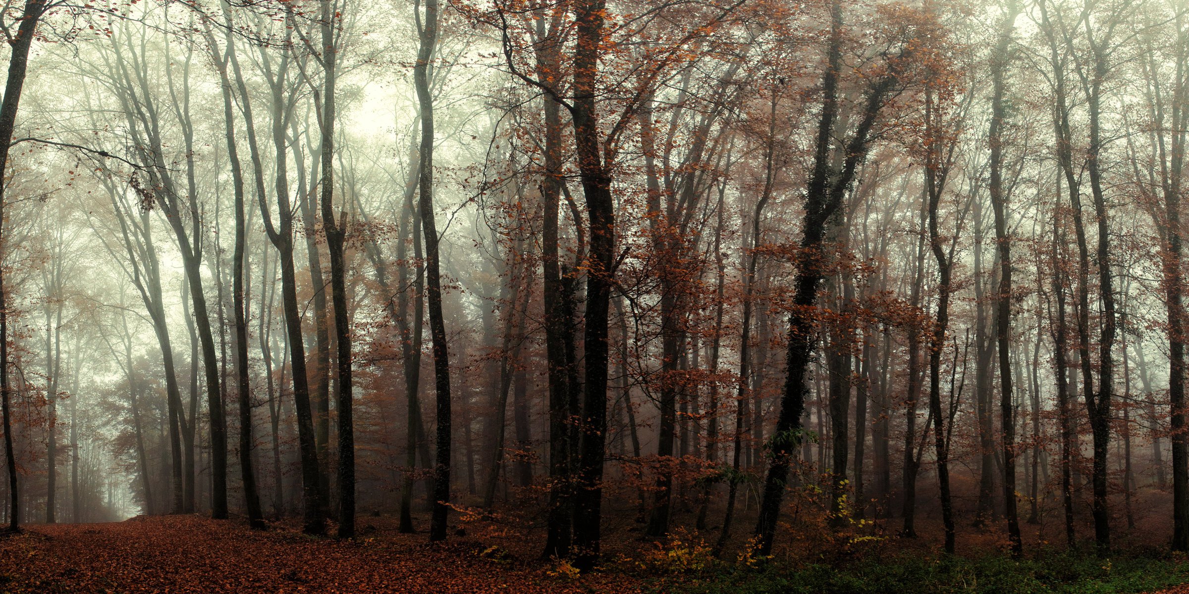 autunno foresta alberi nebbia sentiero