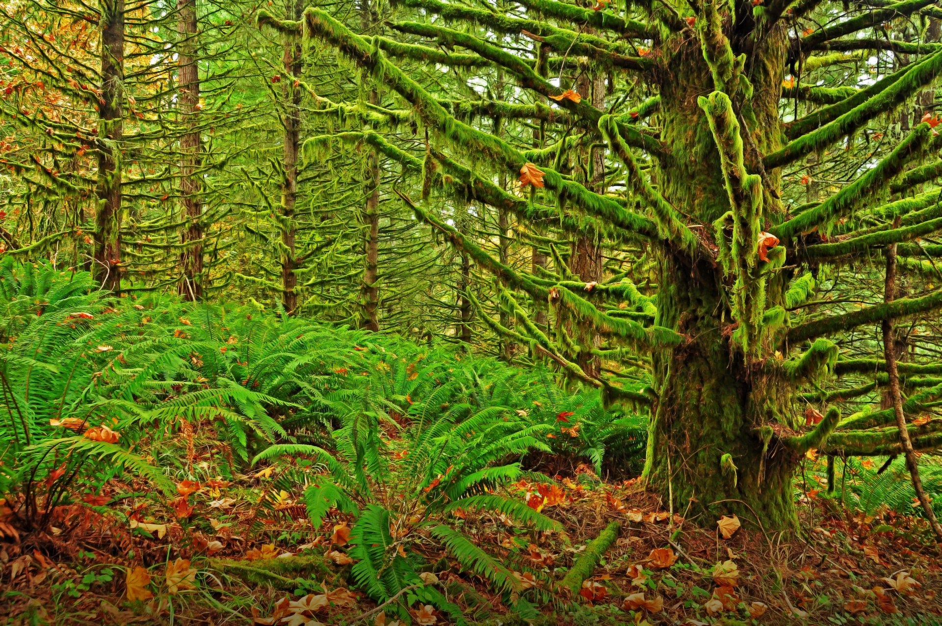 oregon muschio foresta boschetto alberi boschetti