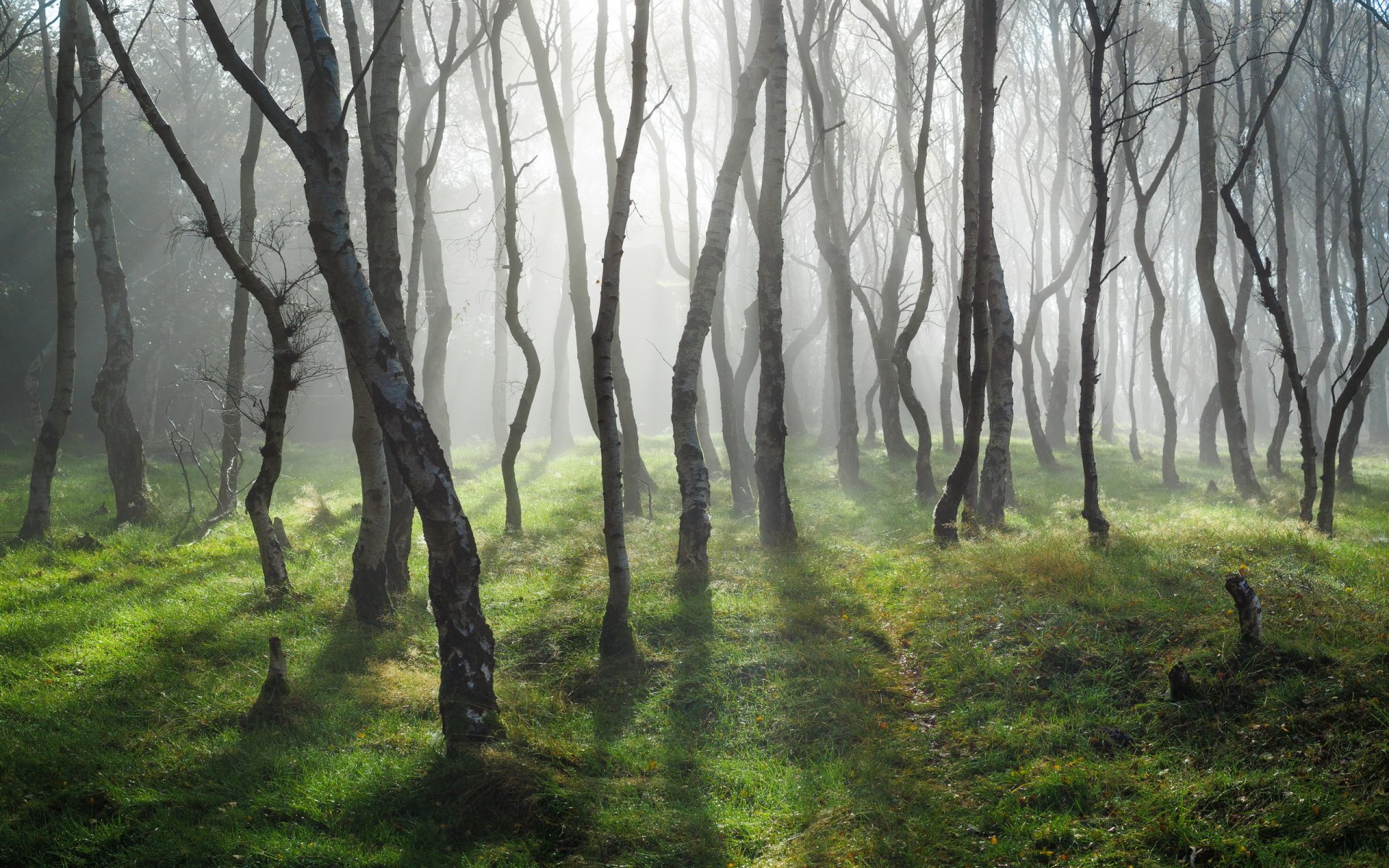 drzewa światło natura