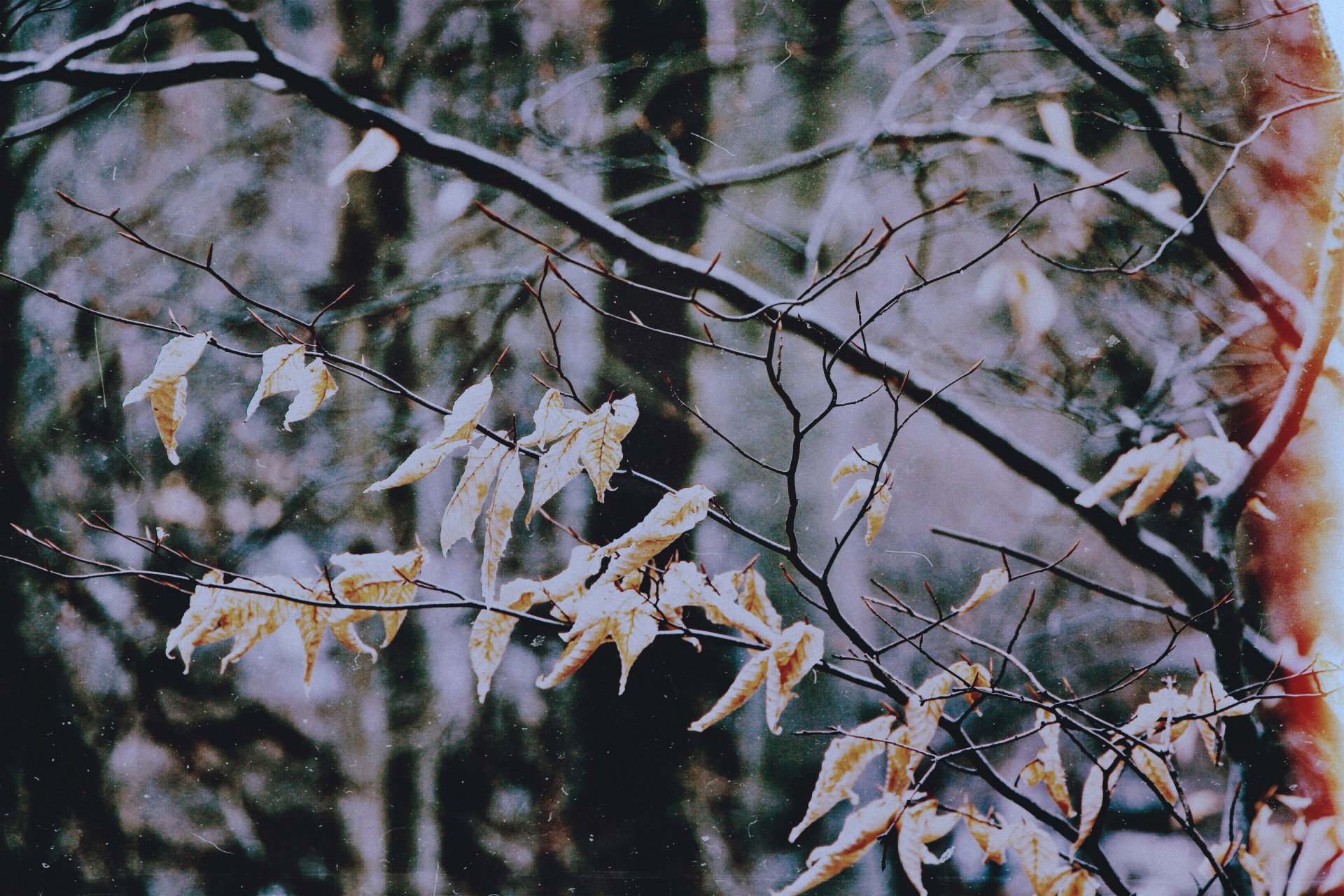 lluvia de otoño hojas otoño filtro