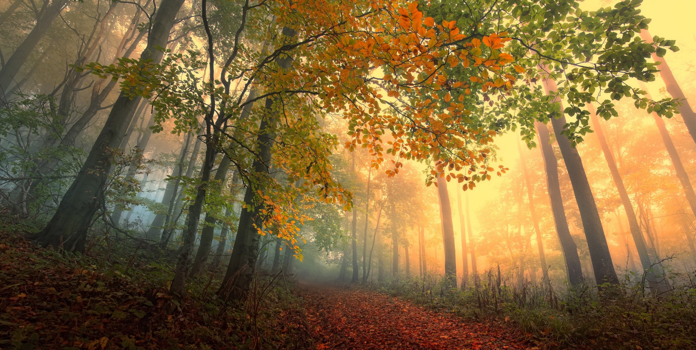 automne arbres forêt feuilles sentier brouillard