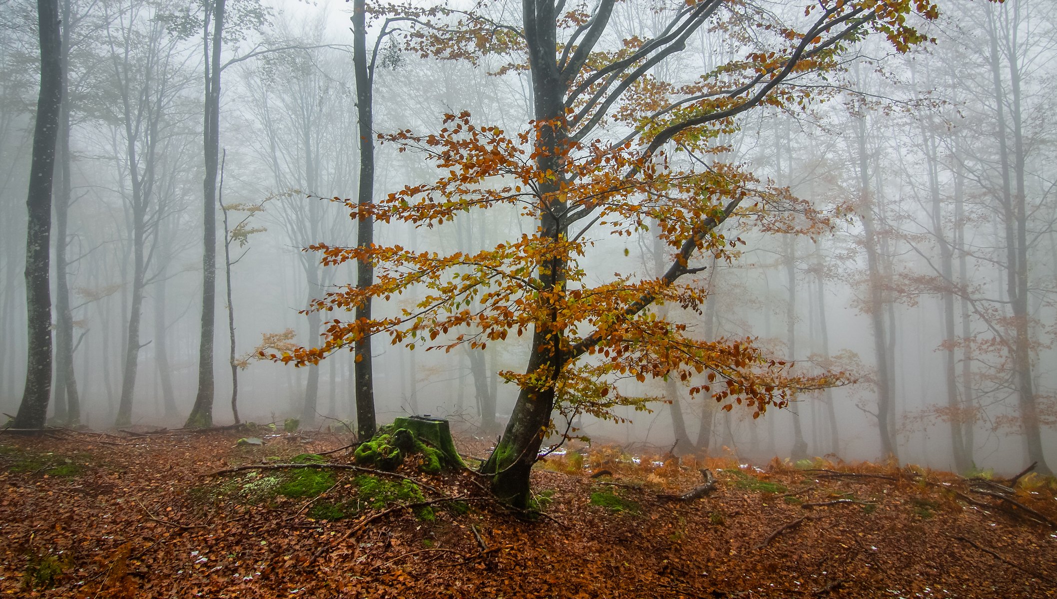 forest tree autumn fog