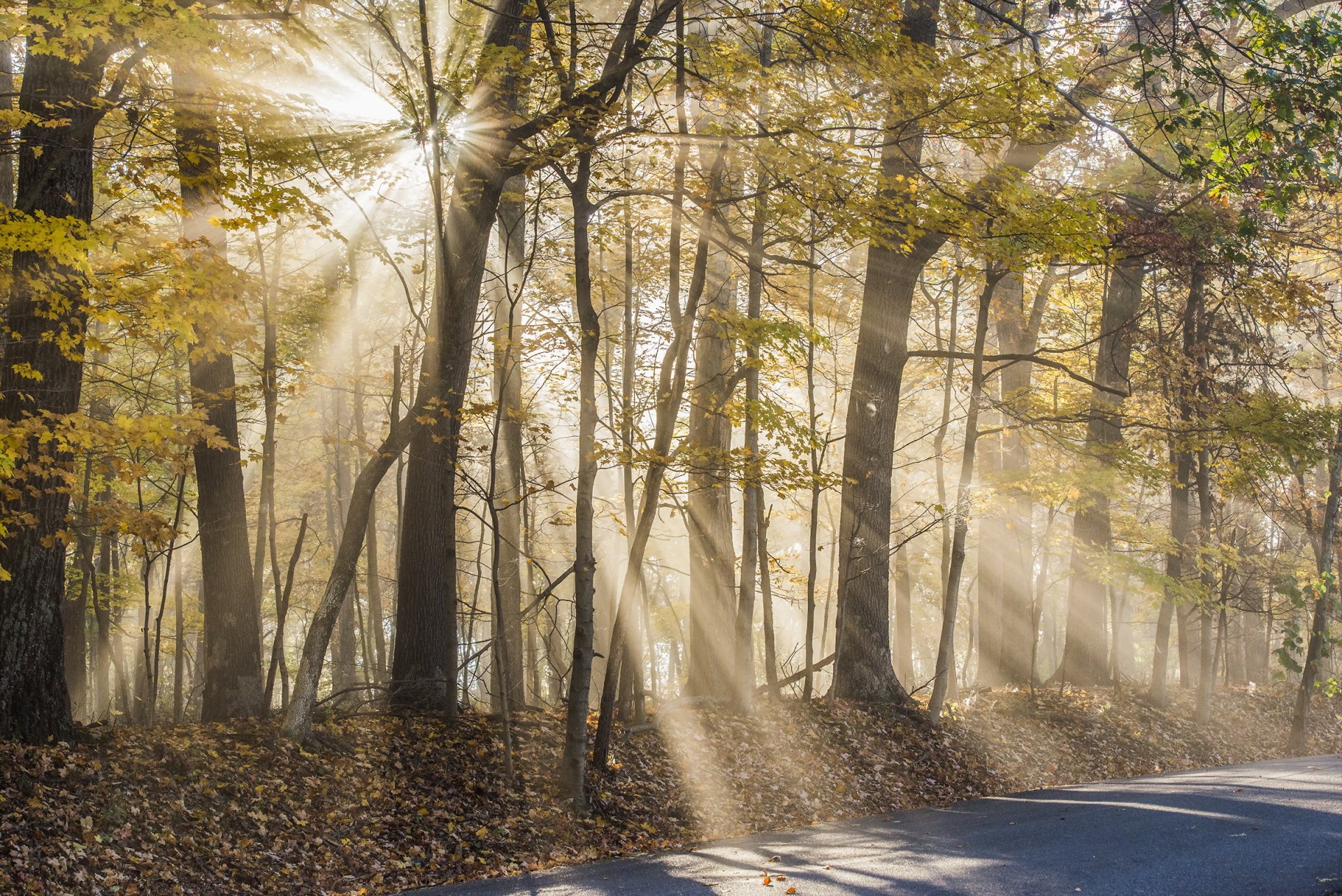 camino árboles naturaleza otoño