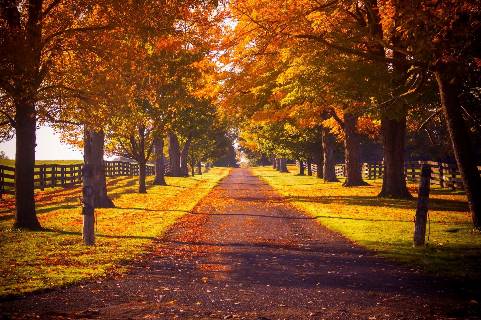 nature forest park trees leaves colorful road autumn fall colors walk