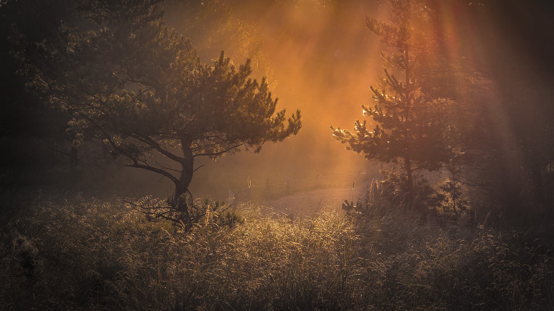 forêt matin lumière herbe brume