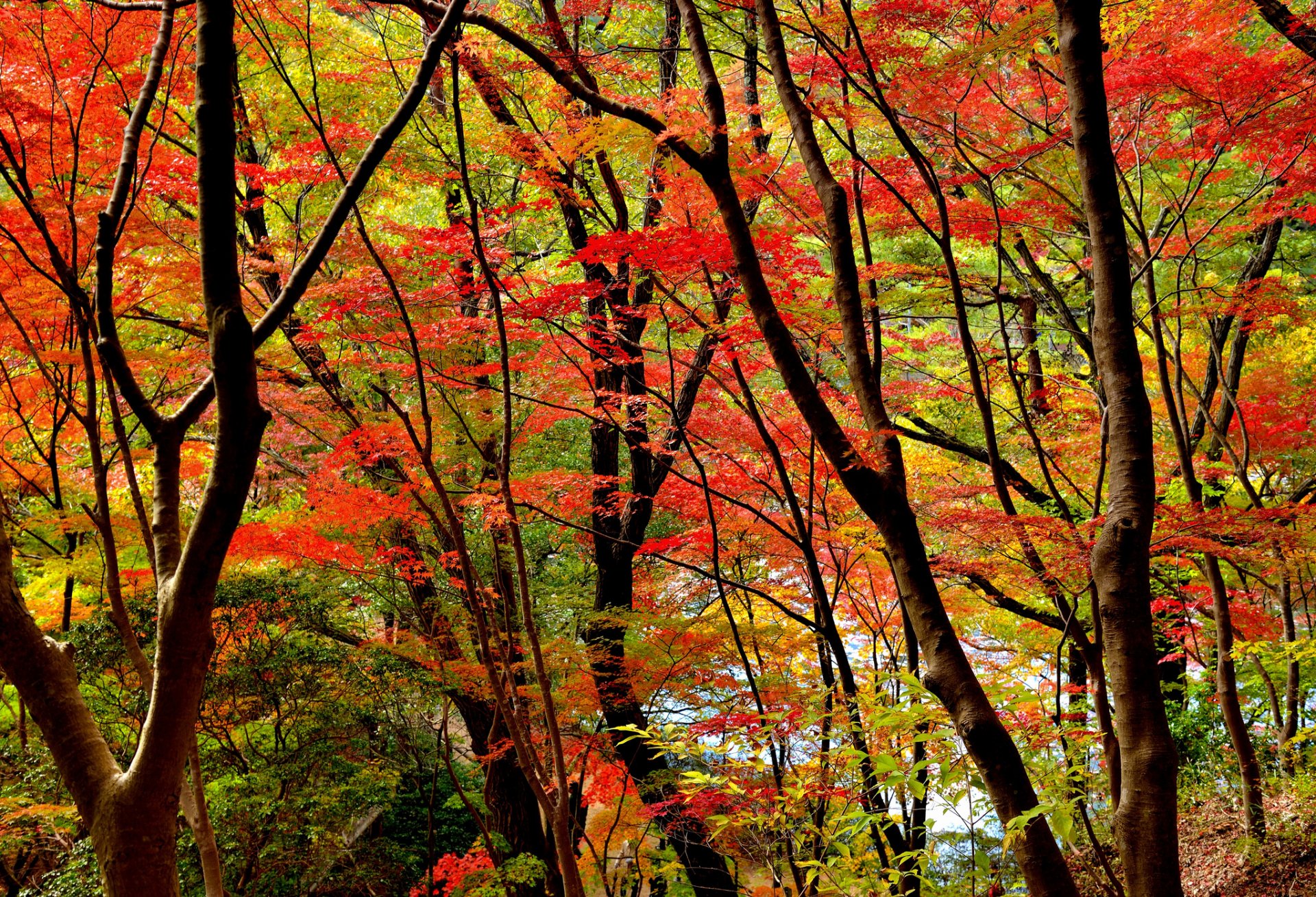 foresta alberi foglie autunno scarlatto