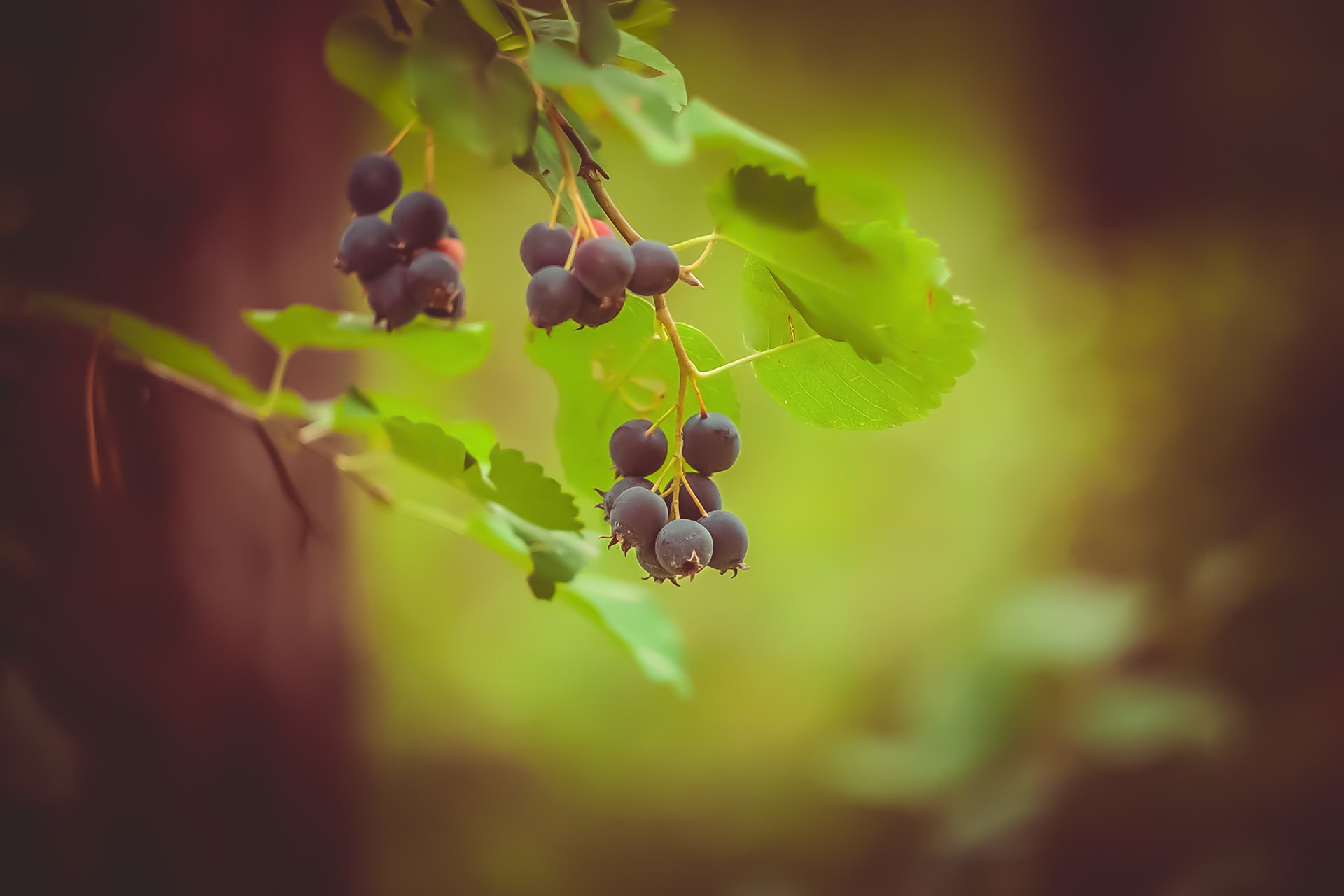 askatoon berry leaves green branch forest