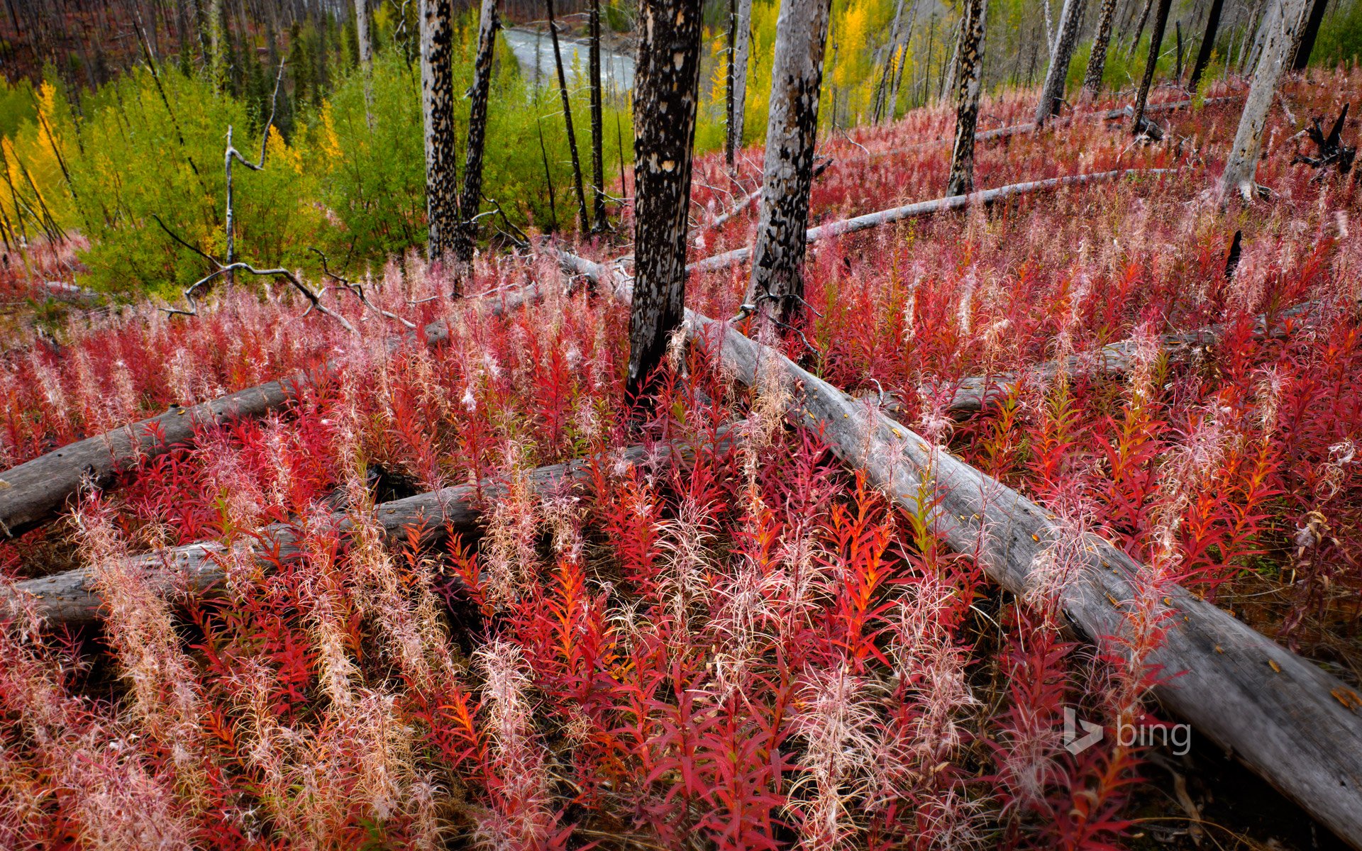 british columbia canada tè di ivan erba foresta alberi fiume