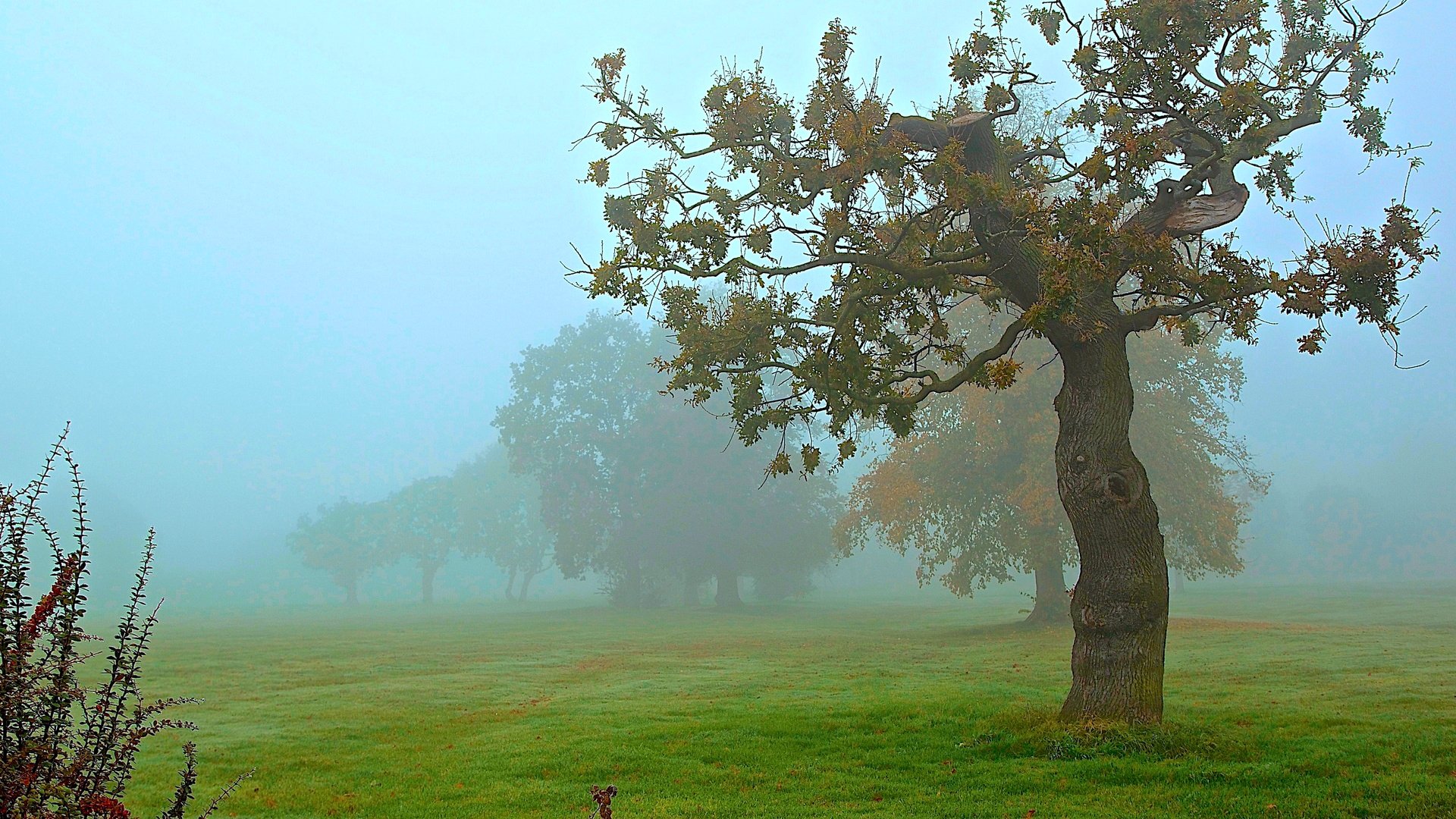 the field grass tree fog autumn