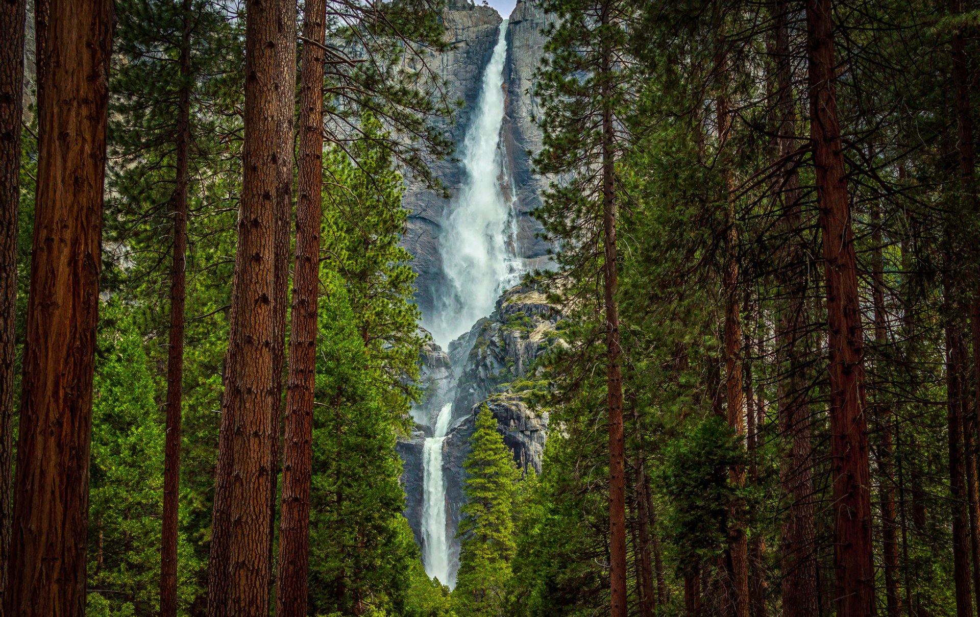 mountain forest rock waterfall tree