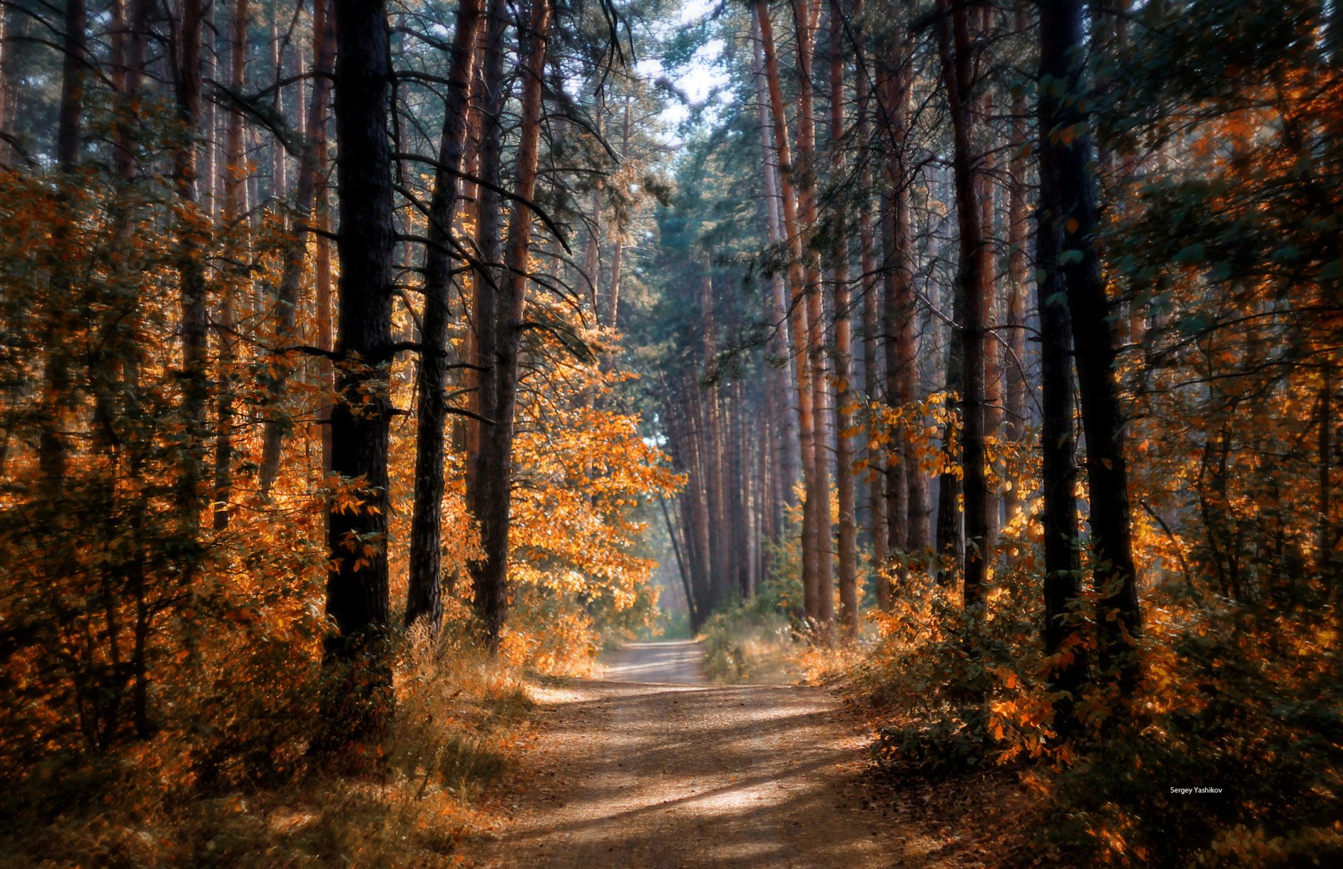 otoño bosque camino árboles sol