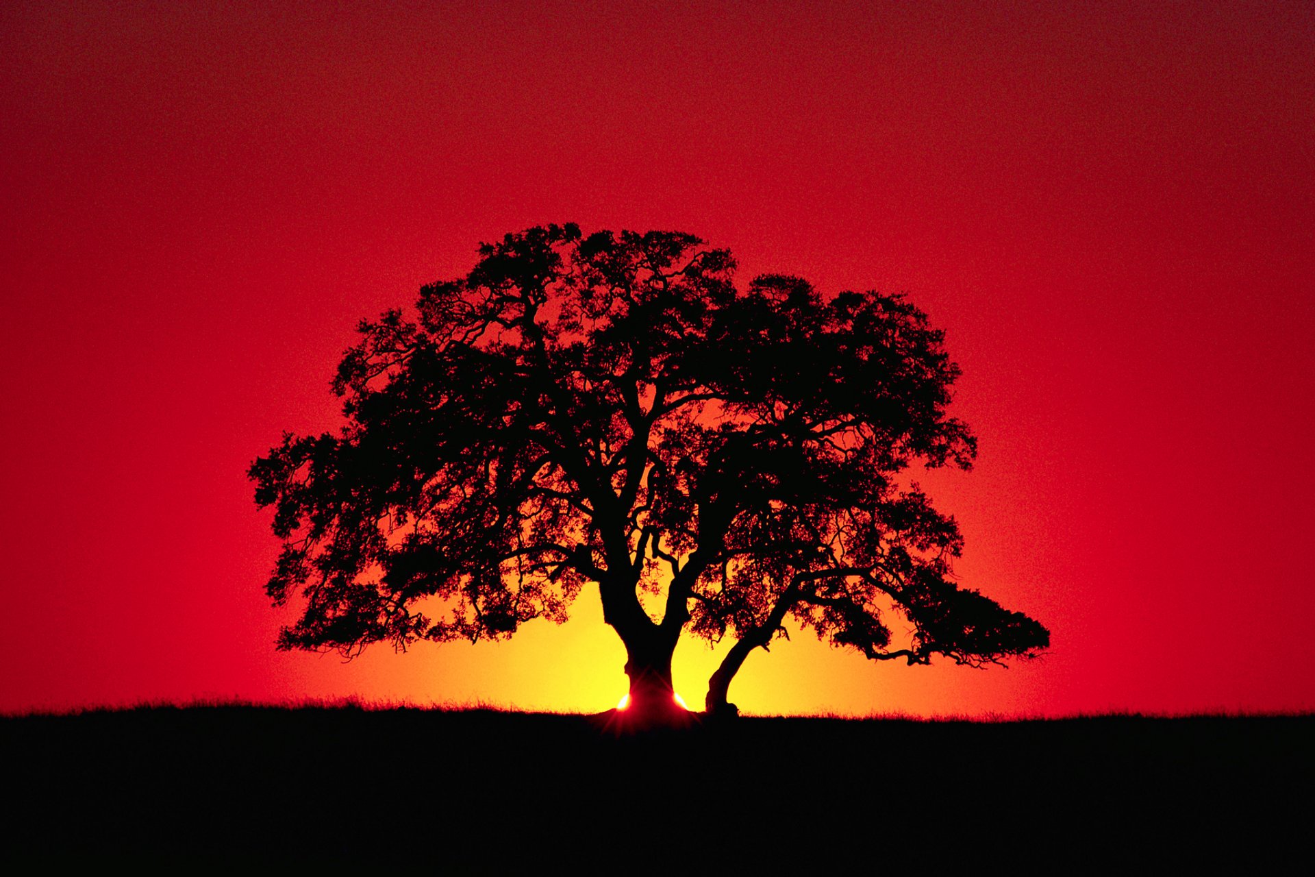 ky horizon sunset rays tree silhouette