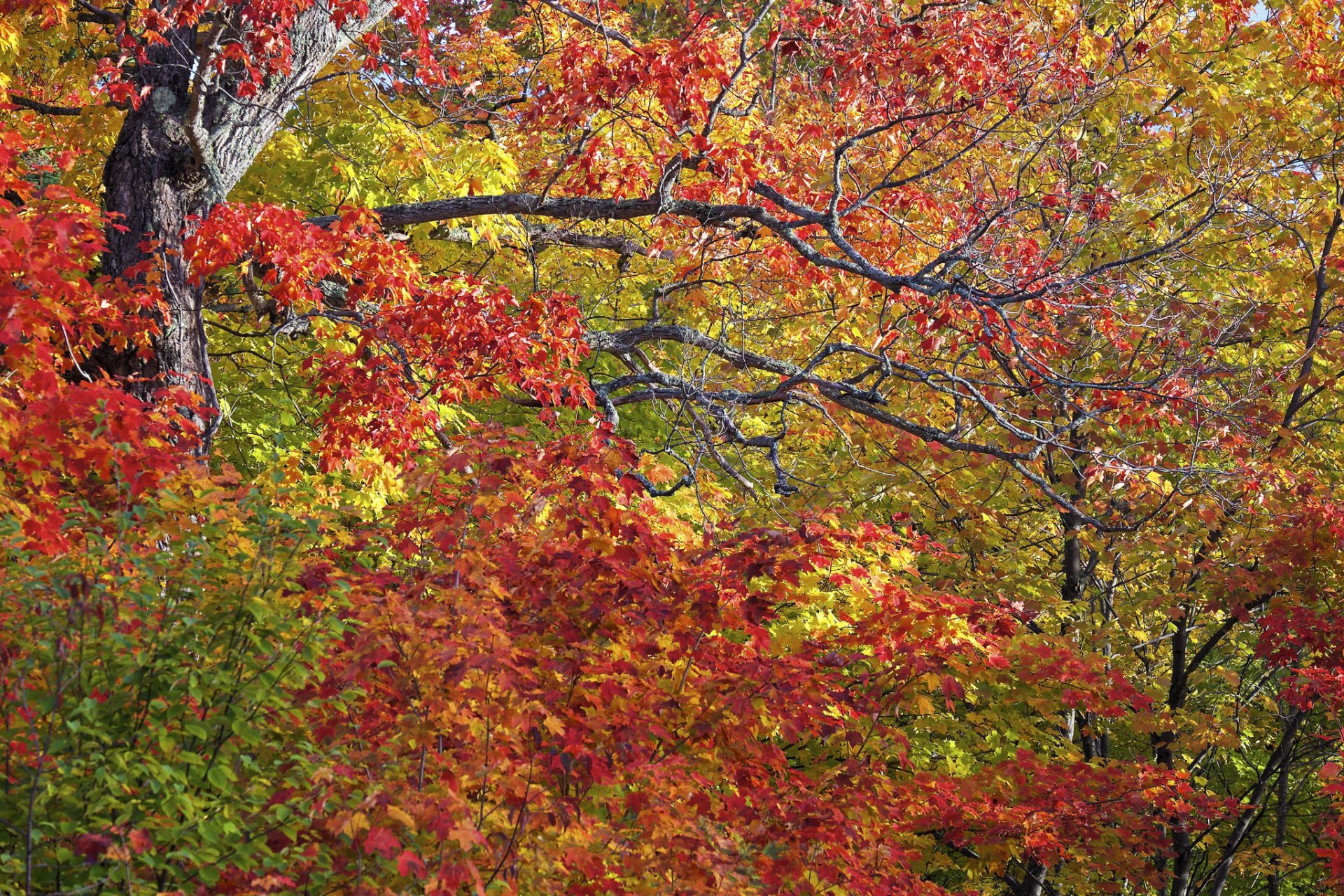 autumn tree branches leave