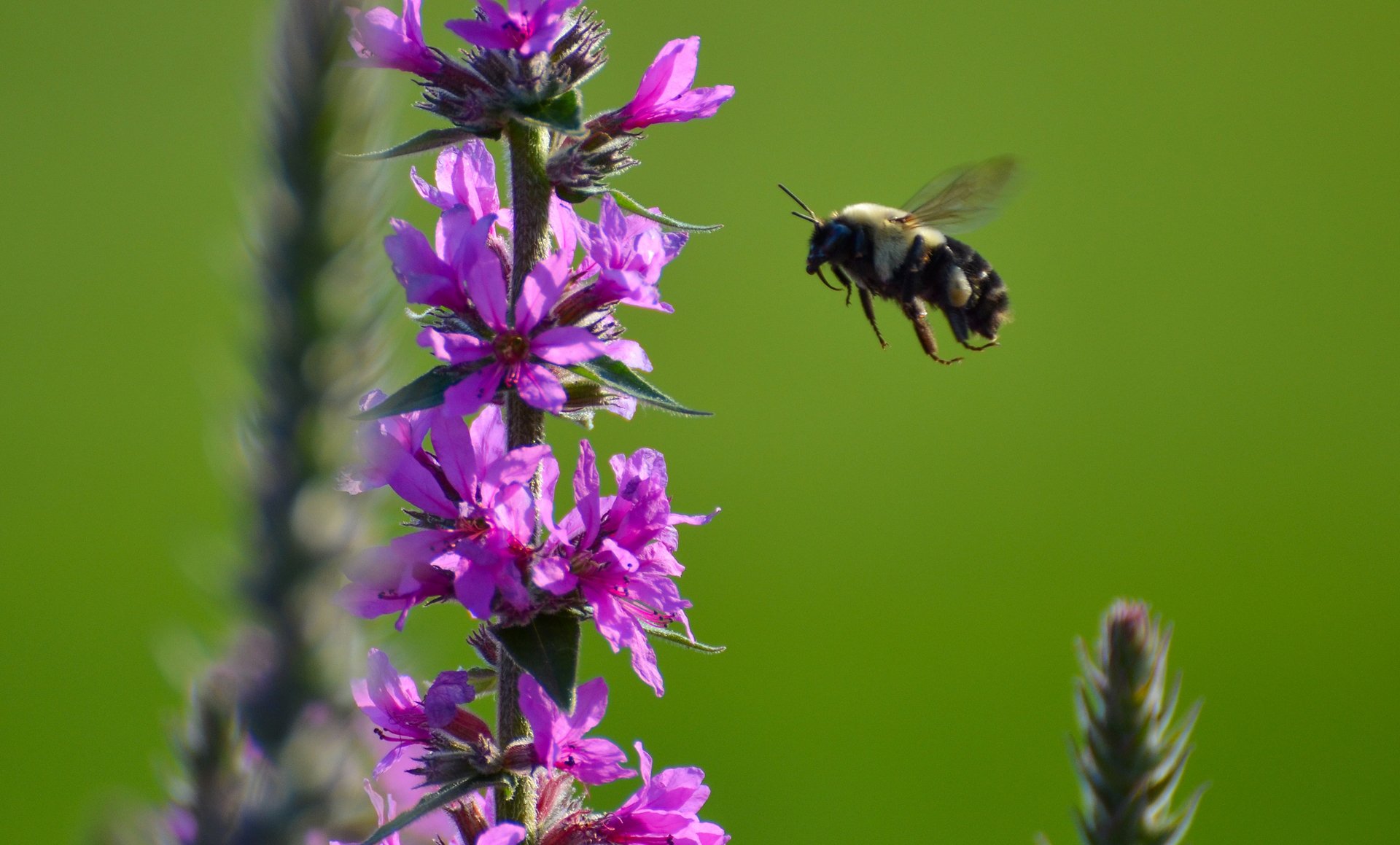 plante fleur insecte bourdon abeille