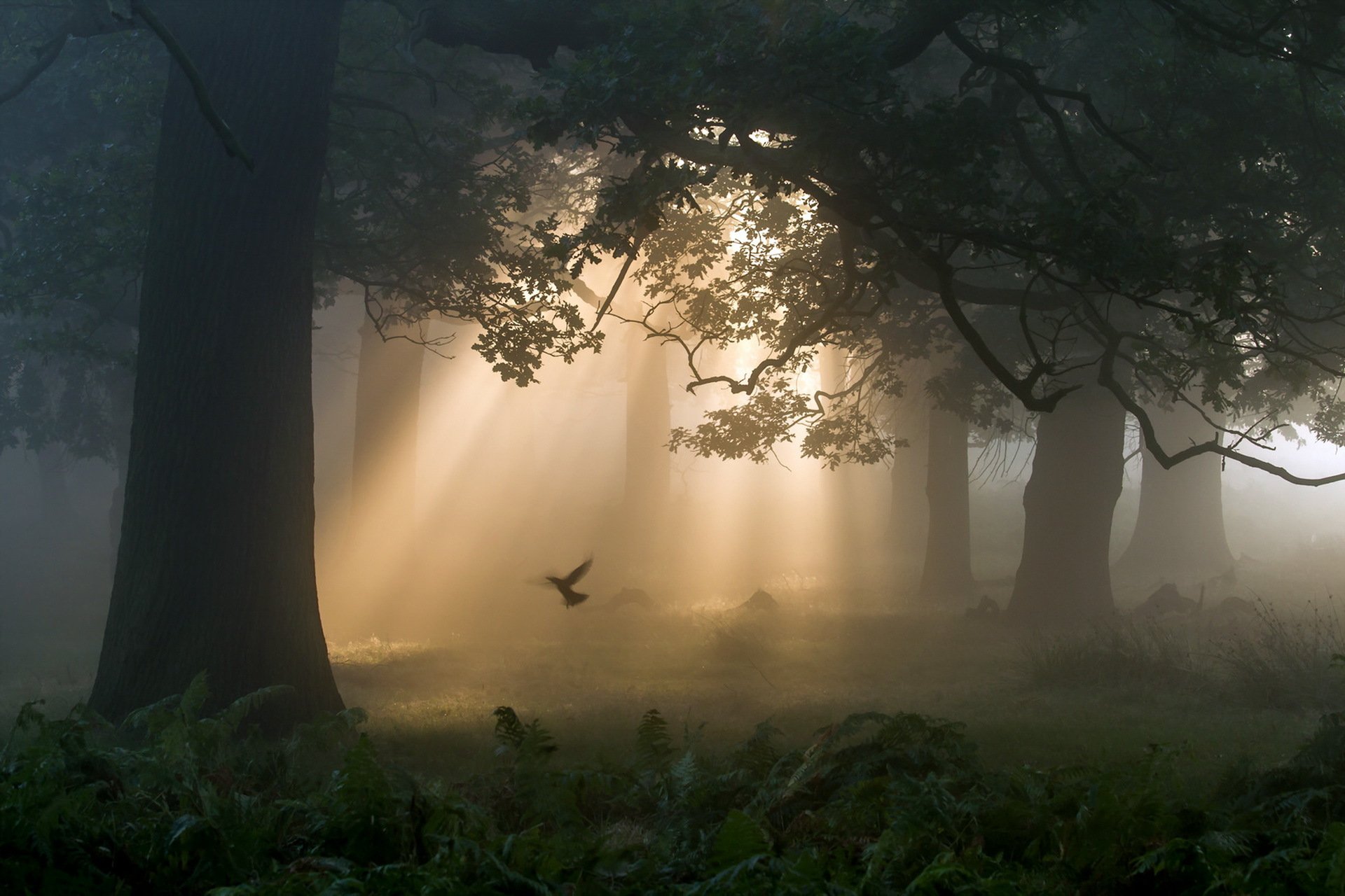 mattina nebbia luce