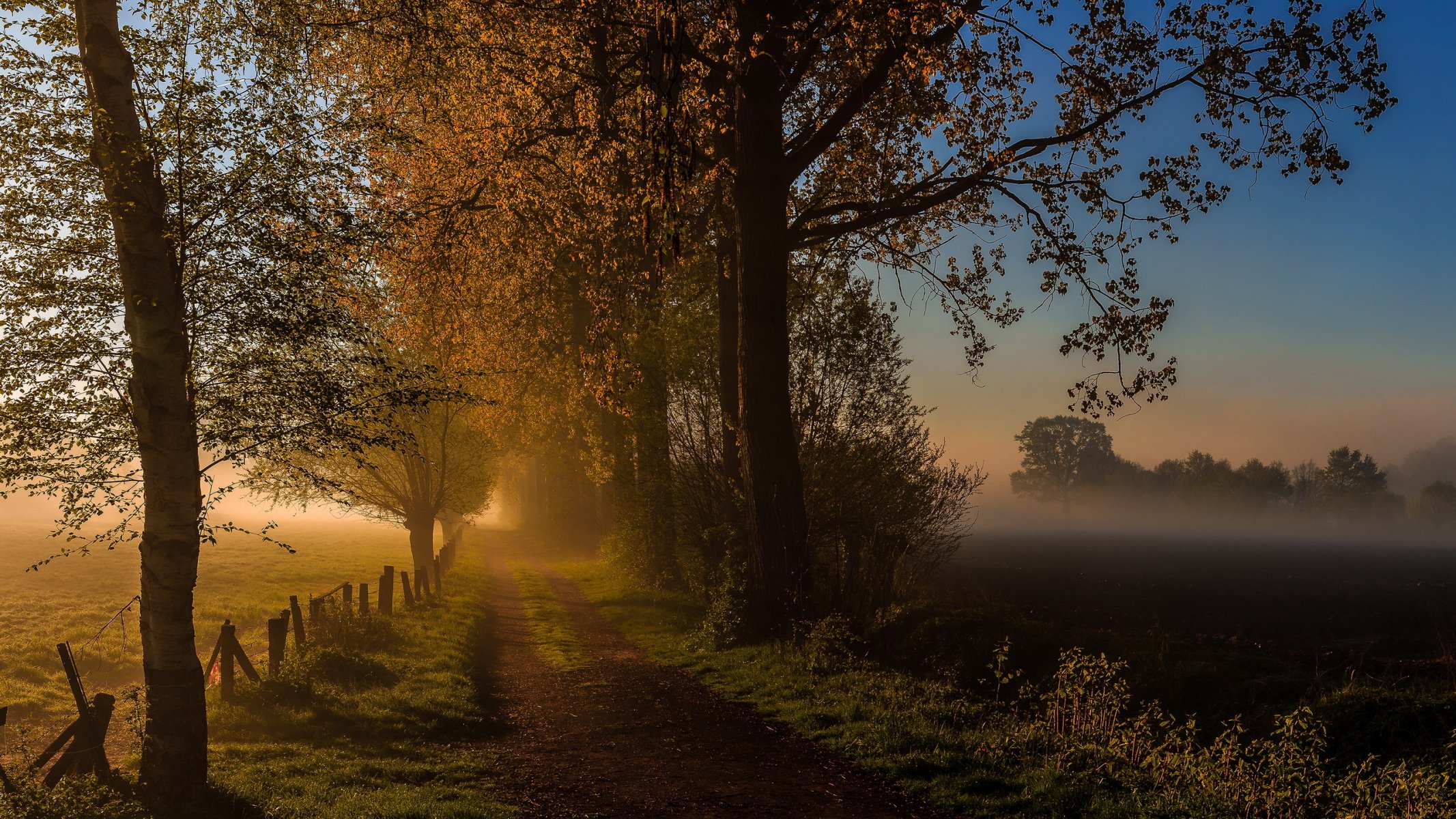 straße morgen nebel herbst