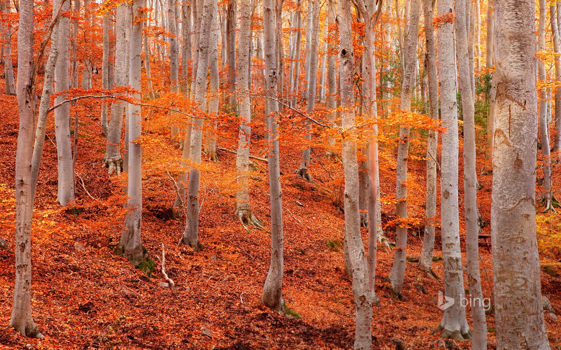 parc naturel de dehesa de moncayo saragosse espagne arbres tremble pente feuilles automne