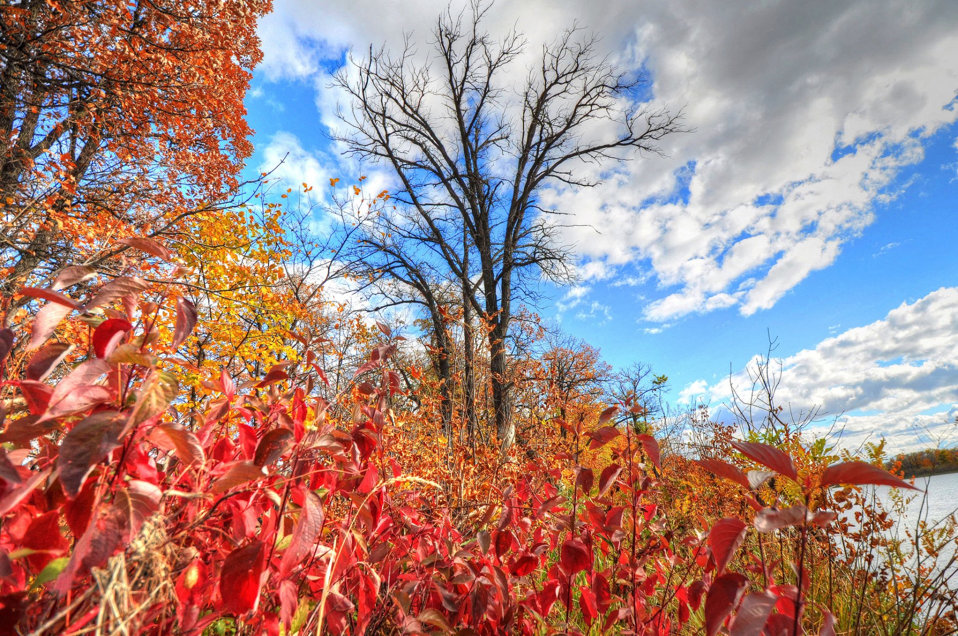 cielo nubes río árboles hojas otoño