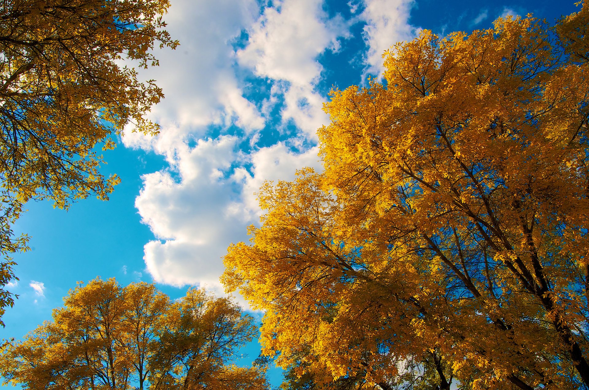 himmel wolken bäume krone blätter herbst