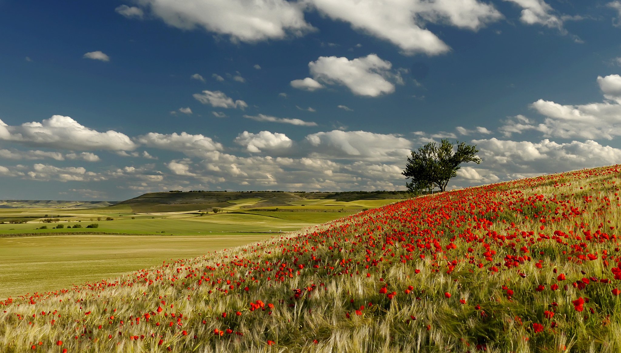 cielo nuvole colline campo alberi prato fiori papaveri