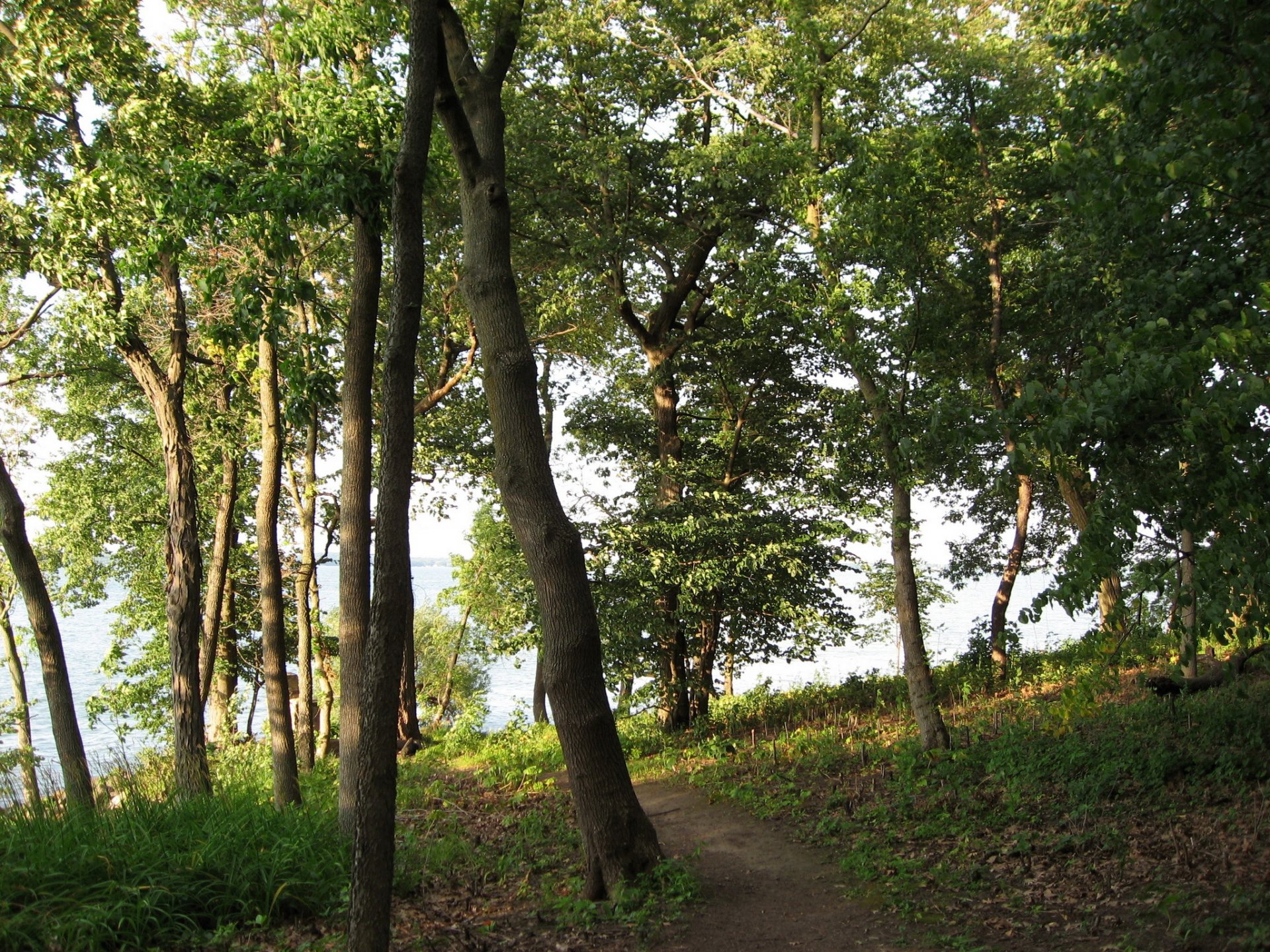 nature tree path grass photo