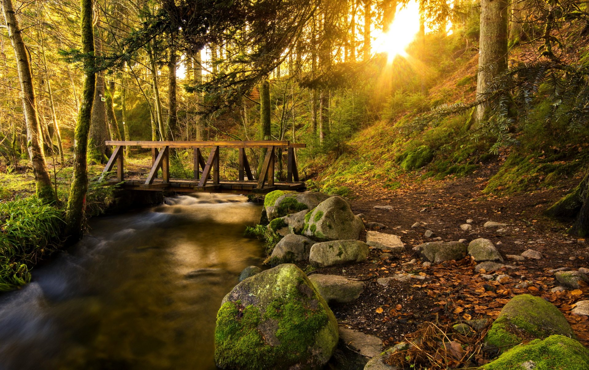 forest tree trail bridge creek stones sun