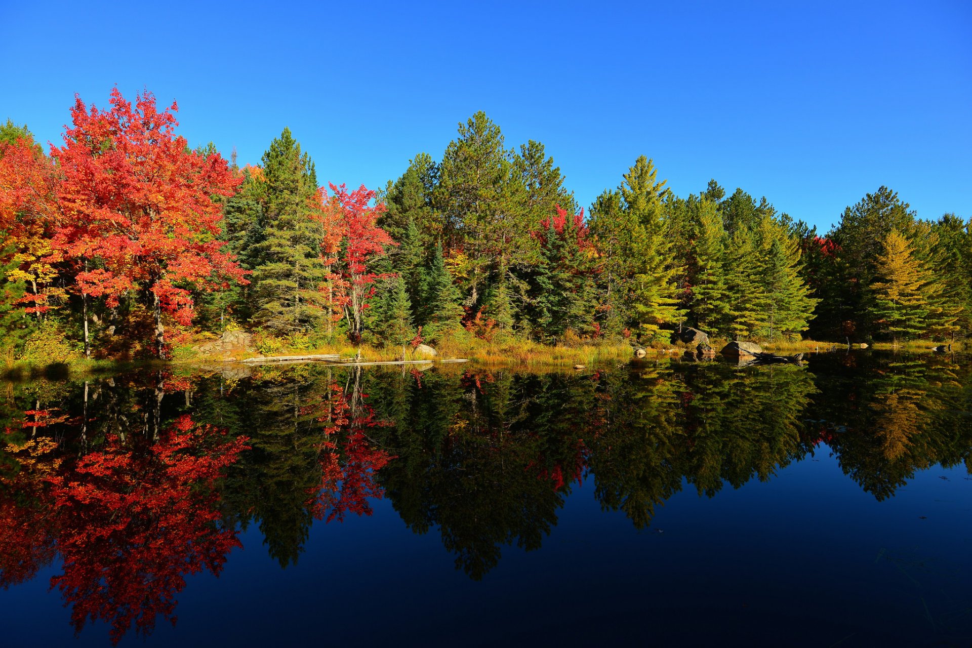 cielo tramonto stagno lago foresta alberi autunno