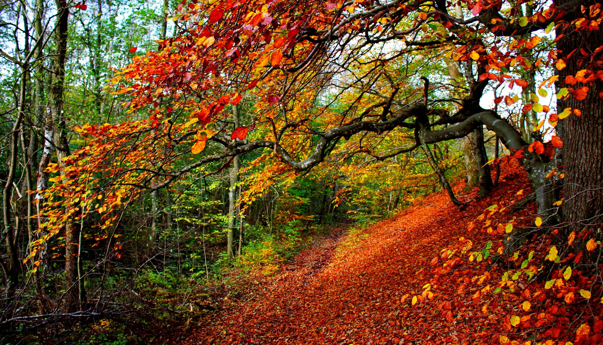 natur wald park bäume blätter bunt straße herbst herbst farben zu fuß