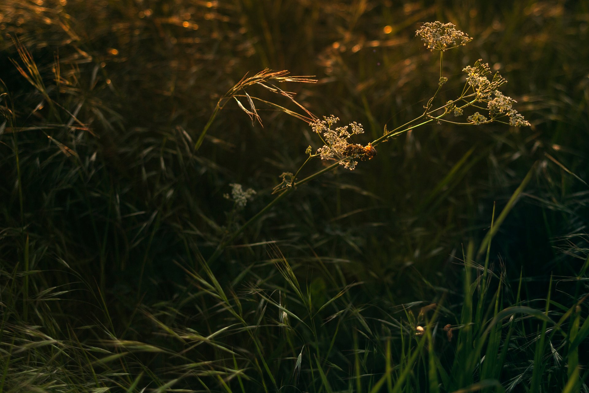 gras makro sonnenlicht