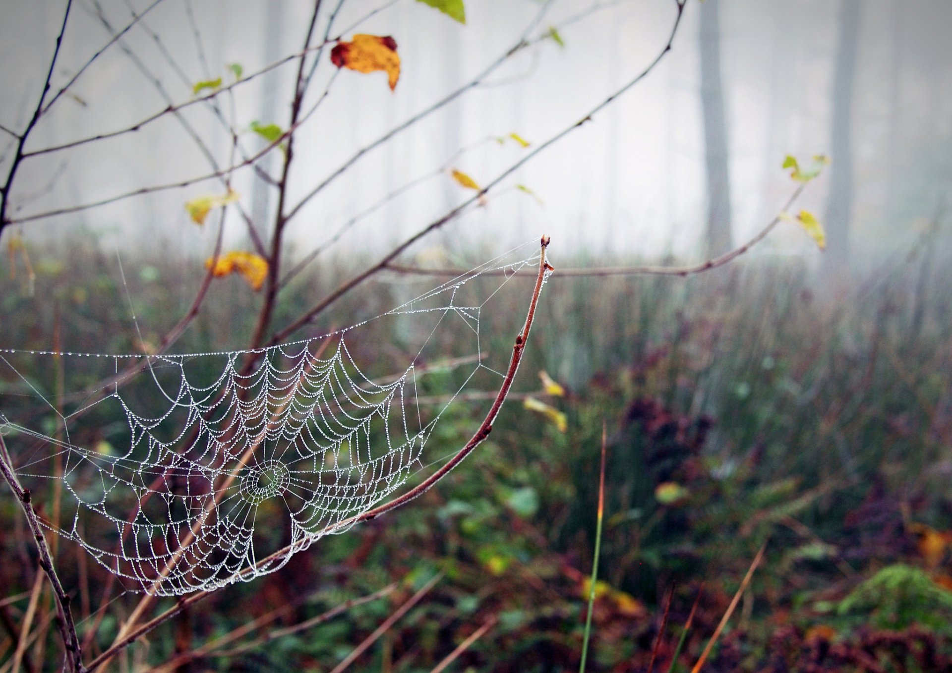 ragnatela rugiada autunno