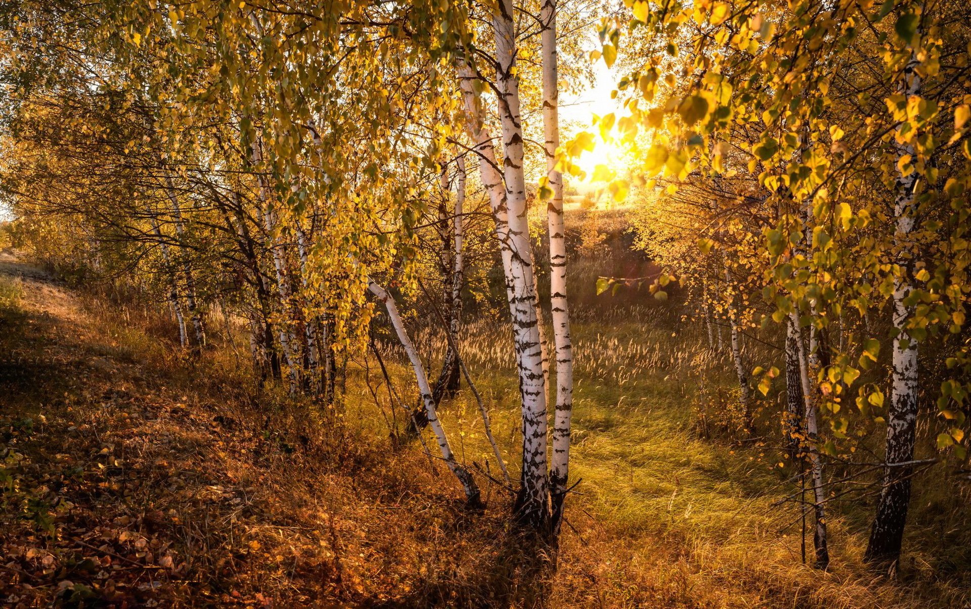 herbst natur